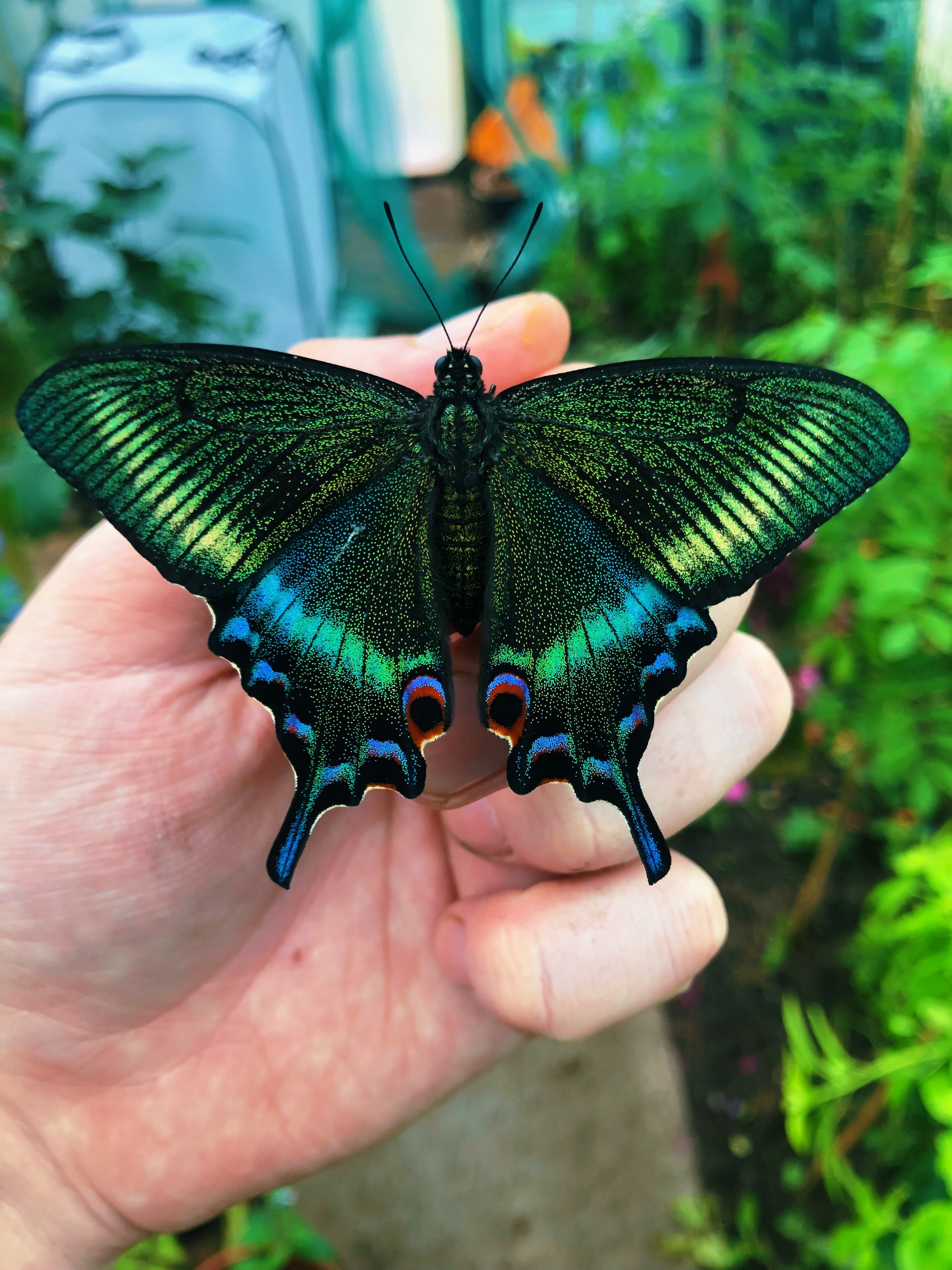 Live butterflies and moths for sale online UK. Order eggs, caterpillars, pupae, and cocoons. Watch the lifecycle unfold with insects to rear at home!