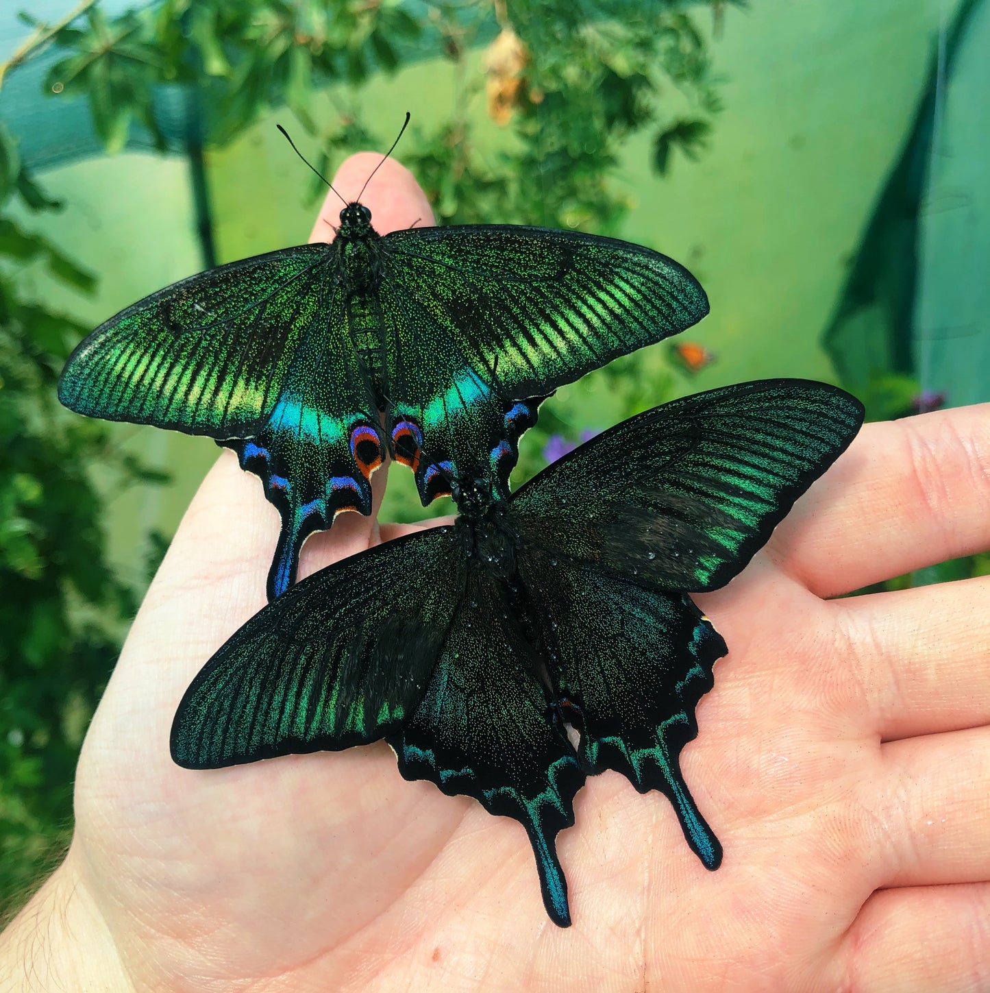 Live butterflies and moths for sale online UK. Order eggs, caterpillars, pupae, and cocoons. Watch the lifecycle unfold with insects to rear at home!