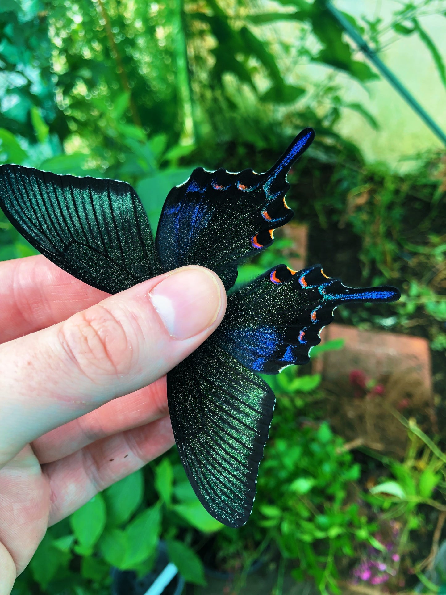 Live butterflies and moths for sale online UK. Order eggs, caterpillars, pupae, and cocoons. Watch the lifecycle unfold with insects to rear at home!