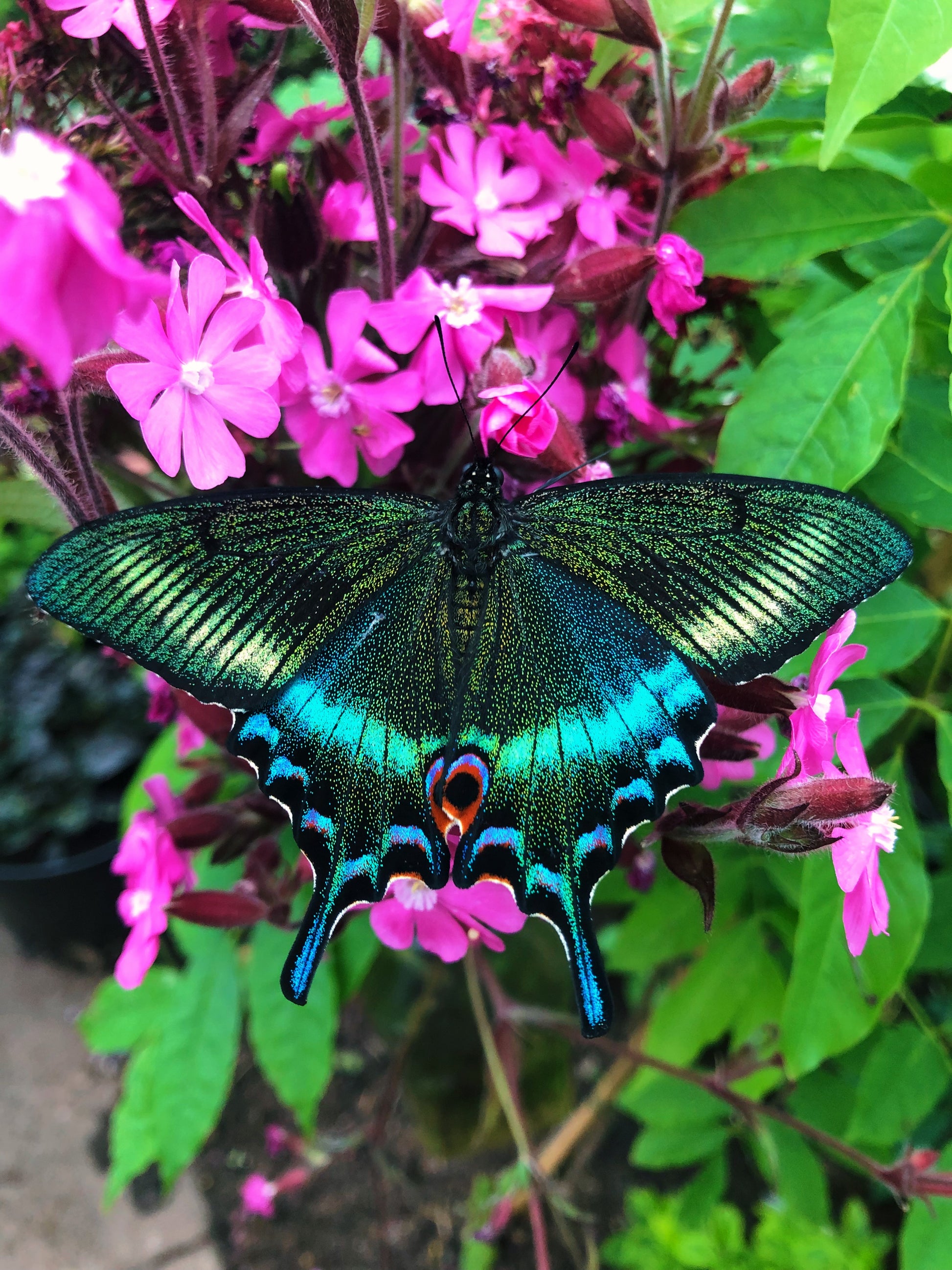 Live butterflies and moths for sale online UK. Order eggs, caterpillars, pupae, and cocoons. Watch the lifecycle unfold with insects to rear at home!