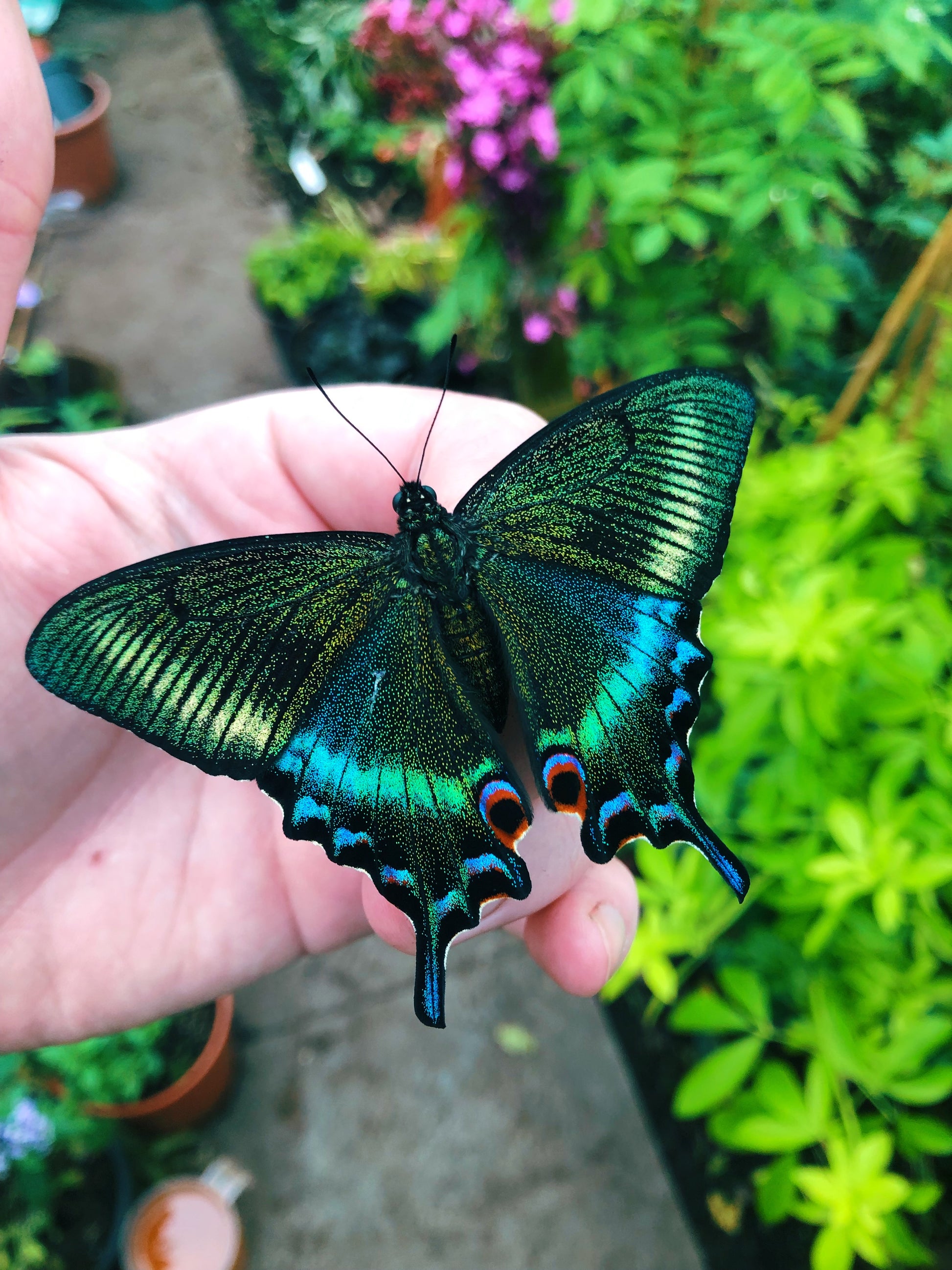 Live butterflies and moths for sale online UK. Order eggs, caterpillars, pupae, and cocoons. Watch the lifecycle unfold with insects to rear at home!