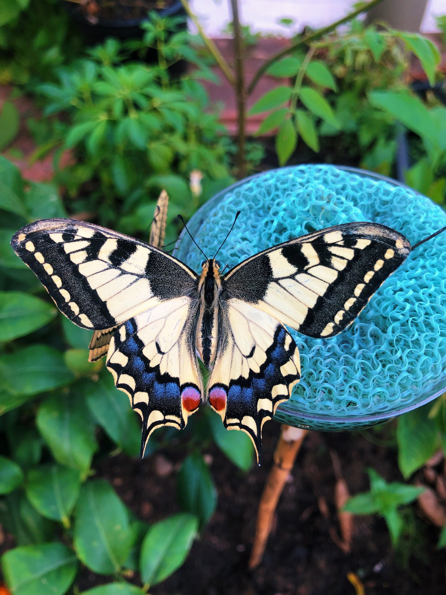 Live butterflies and moths for sale online UK. Order eggs, caterpillars, pupae, and cocoons. Watch the lifecycle unfold with insects to rear at home!