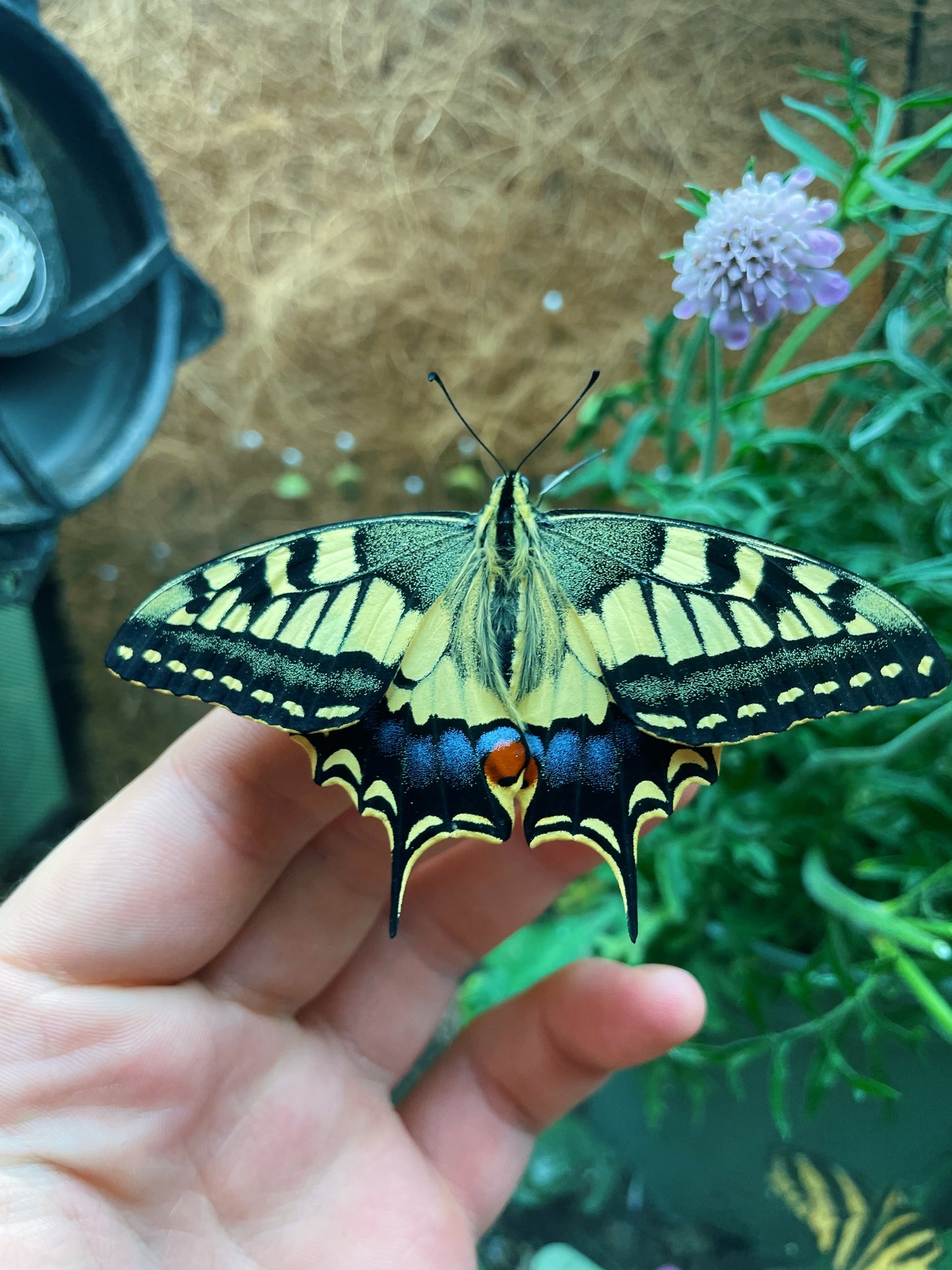 European Swallowtail (Papilio machaon) | PUPAE