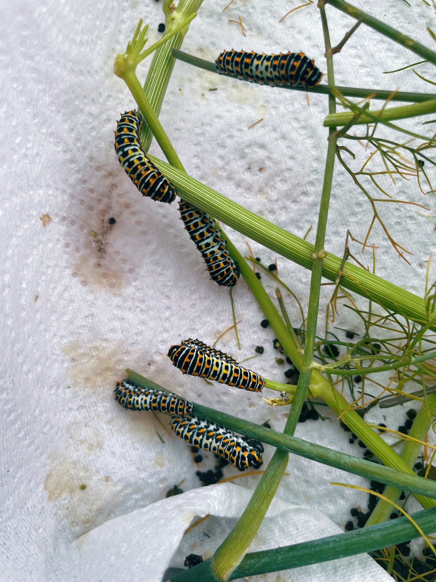 Live butterflies and moths for sale online UK. Order eggs, caterpillars, pupae, and cocoons. Watch the lifecycle unfold with insects to rear at home!