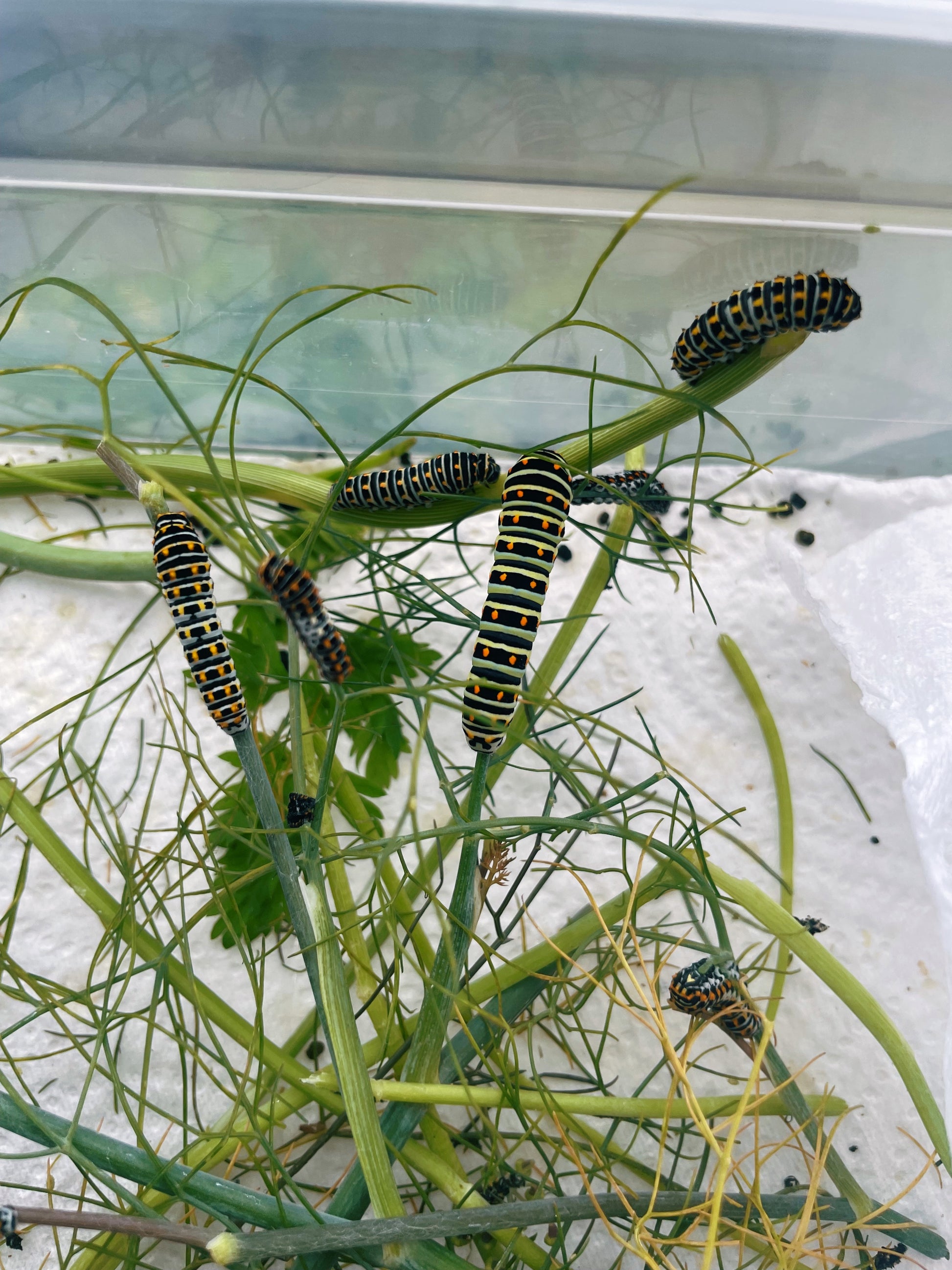 Live butterflies and moths for sale online UK. Order eggs, caterpillars, pupae, and cocoons. Watch the lifecycle unfold with insects to rear at home!