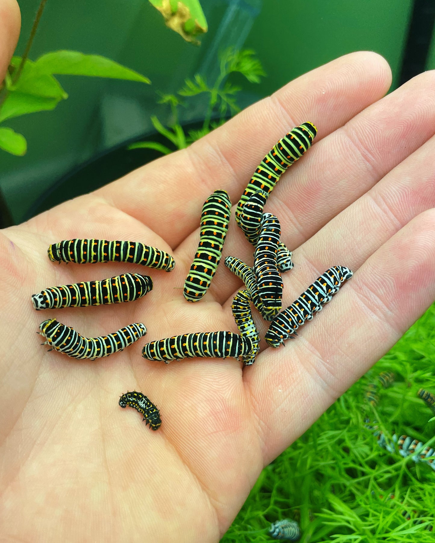 European Swallowtail (Papilio machaon) | PUPAE