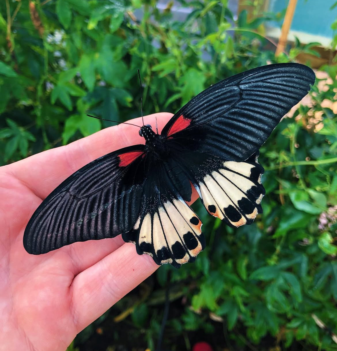 Live butterflies and moths for sale online UK. Order eggs, caterpillars, pupae, and cocoons. Watch the lifecycle unfold with insects to rear at home!