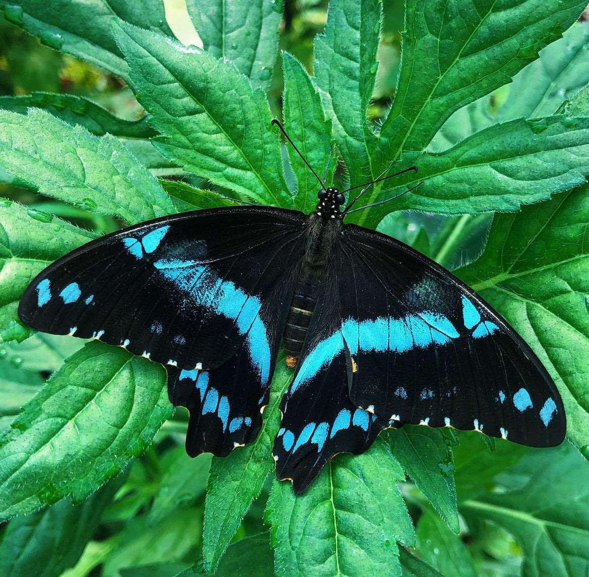 Live butterflies and moths for sale online UK. Buy eggs, caterpillars, pupae, and cocoons. Watch the lifecycle unfold with insects to rear at home!