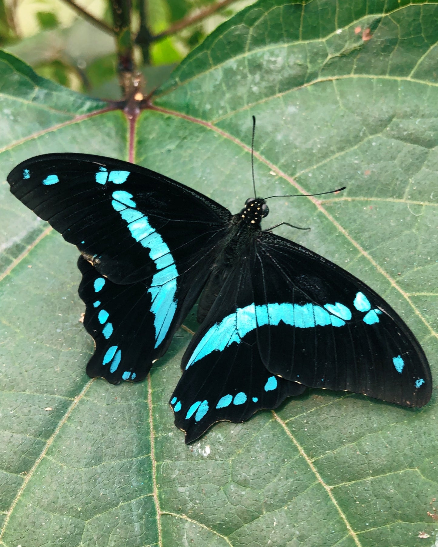 Live butterflies and moths for sale online UK. Order eggs, caterpillars, pupae, and cocoons. Watch the lifecycle unfold with insects to rear at home!