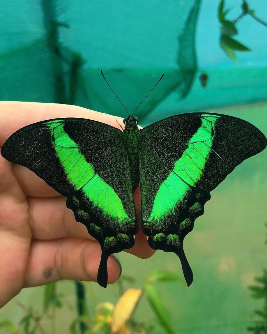 Live butterflies and moths for sale online UK. Order eggs, caterpillars, pupae, and cocoons. Watch the lifecycle unfold with insects to rear at home!