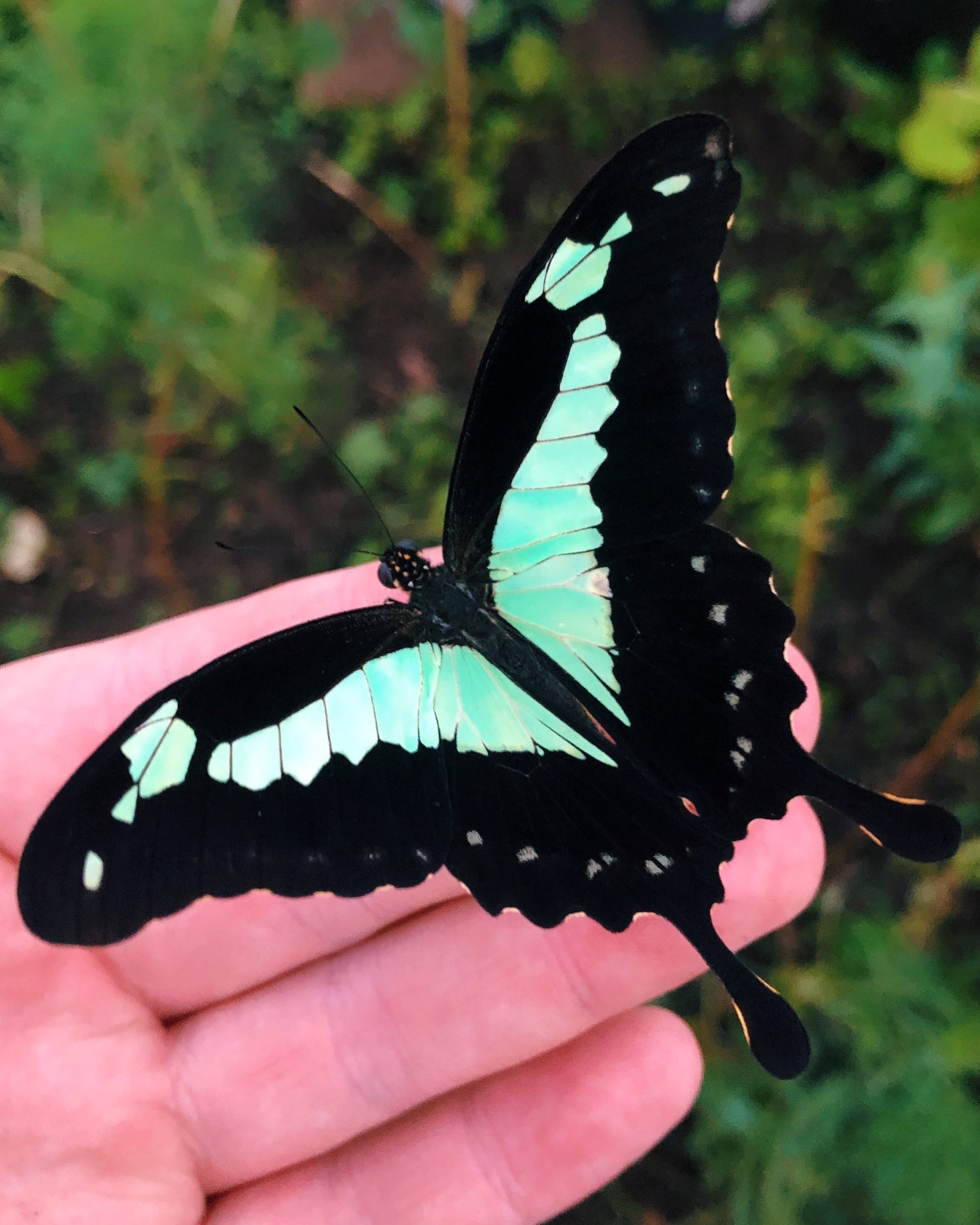 Live butterflies and moths for sale online UK. Order eggs, caterpillars, pupae, and cocoons. Watch the lifecycle unfold with insects to rear at home!