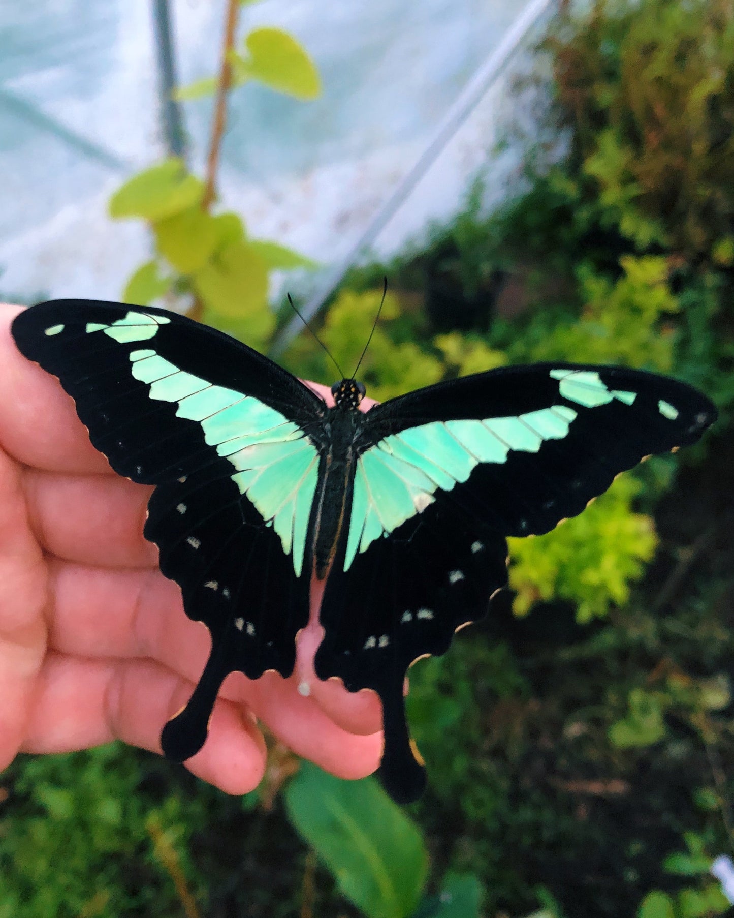 Live butterflies and moths for sale online UK. Order eggs, caterpillars, pupae, and cocoons. Watch the lifecycle unfold with insects to rear at home!