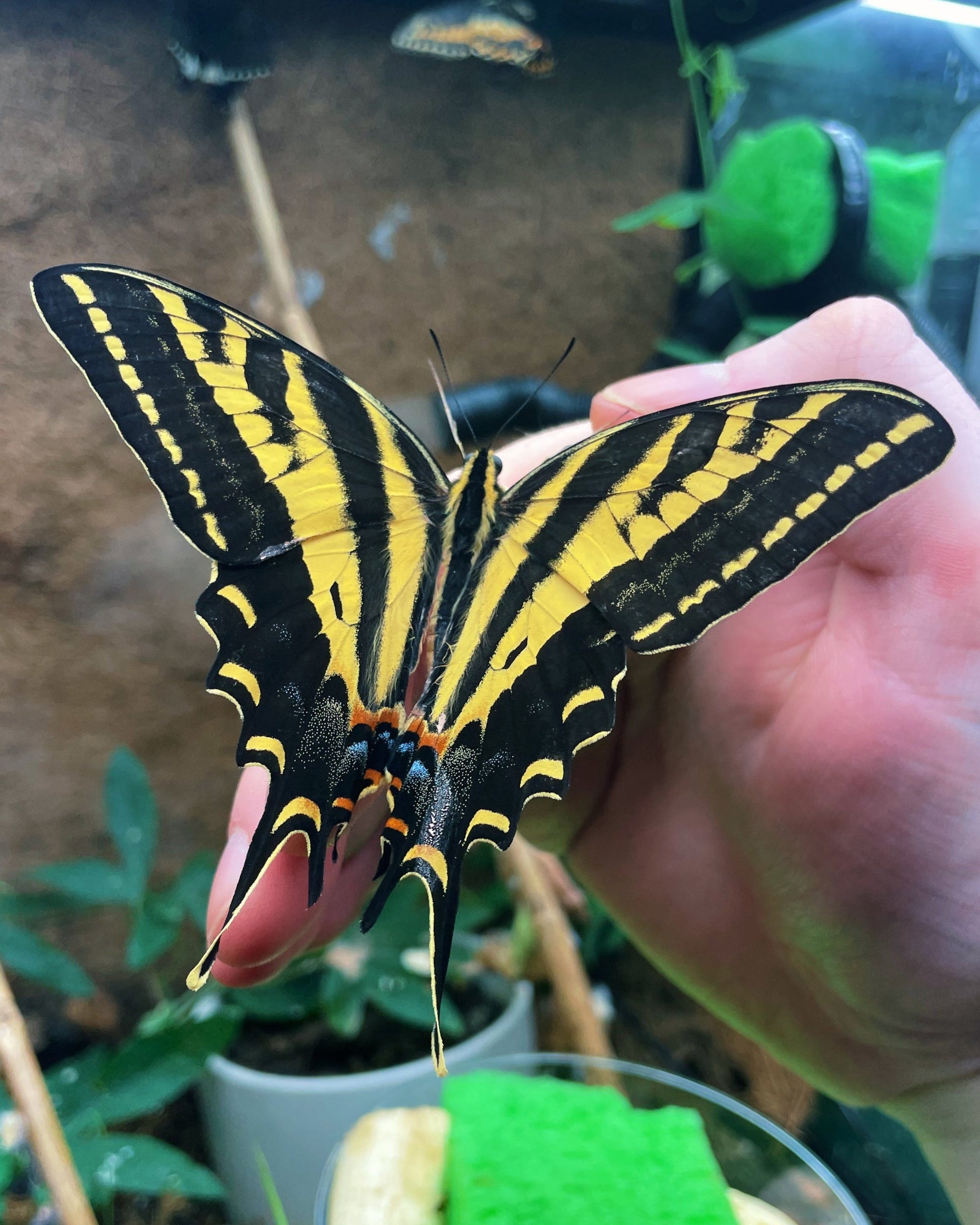 Live butterflies and moths for sale online UK. Order eggs, caterpillars, pupae, and cocoons. Watch the lifecycle unfold with insects to rear at home!