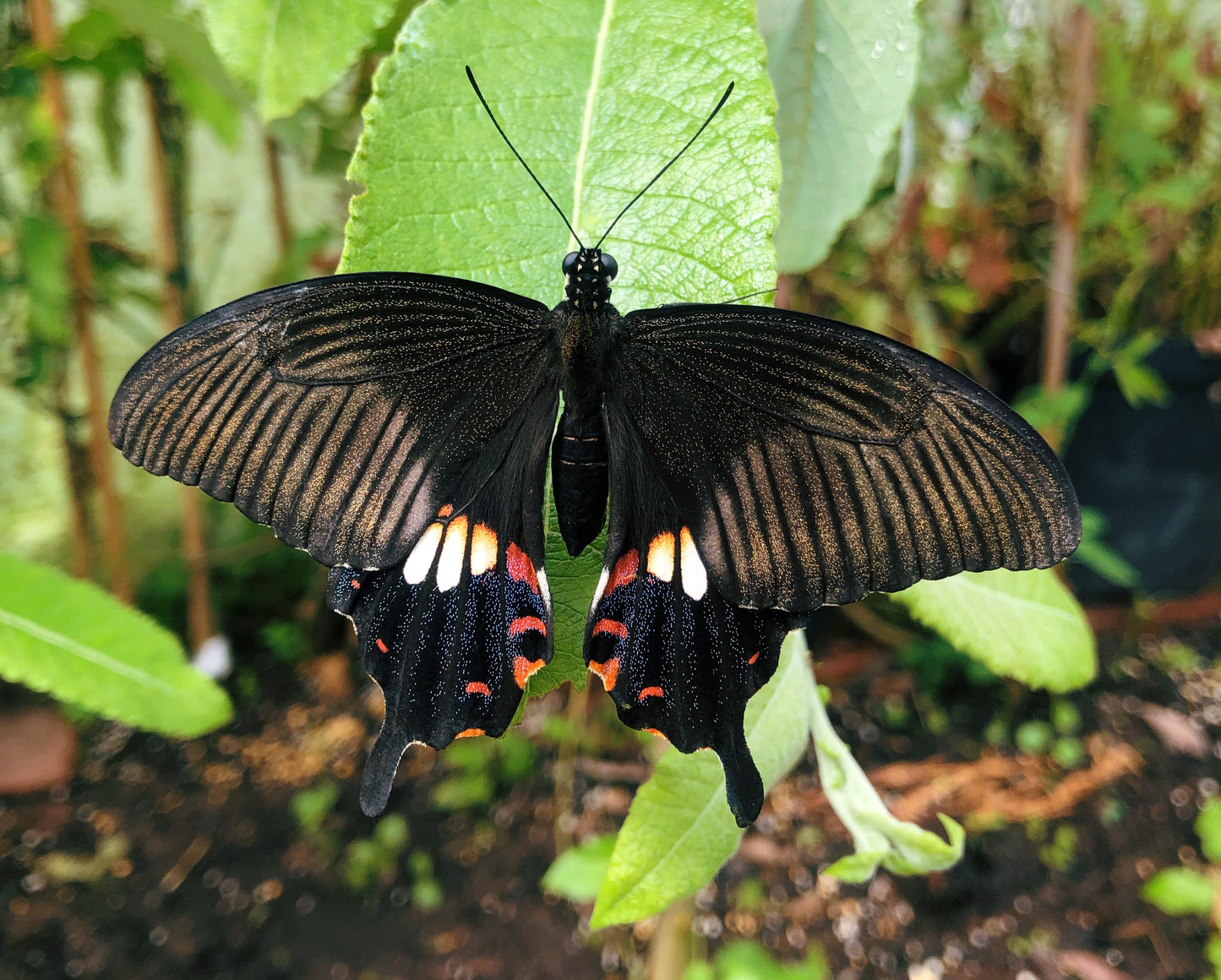 Live butterflies and moths for sale online UK. Order eggs, caterpillars, pupae, and cocoons. Watch the lifecycle unfold with insects to rear at home!