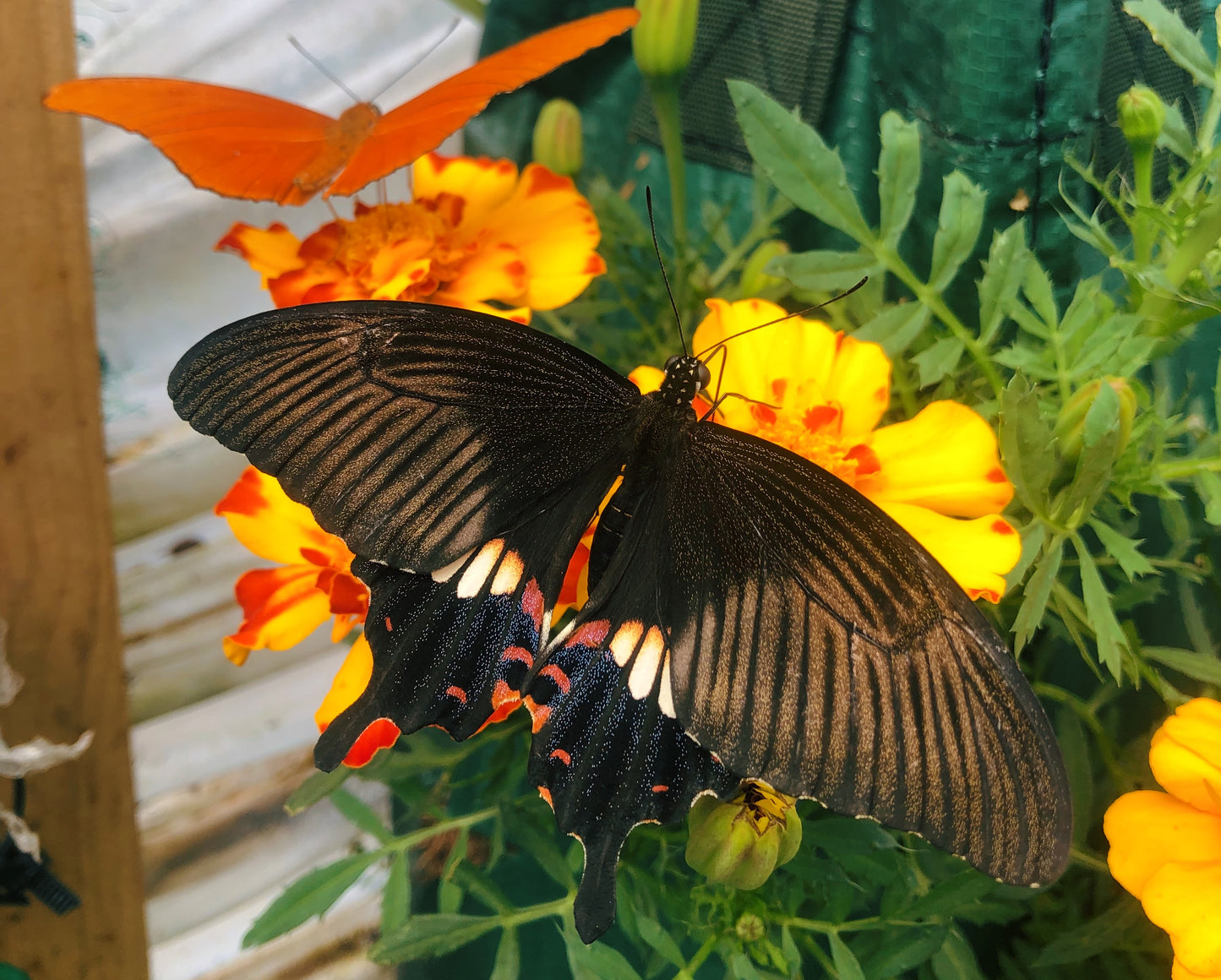 Live butterflies and moths for sale online UK. Order eggs, caterpillars, pupae, and cocoons. Watch the lifecycle unfold with insects to rear at home!