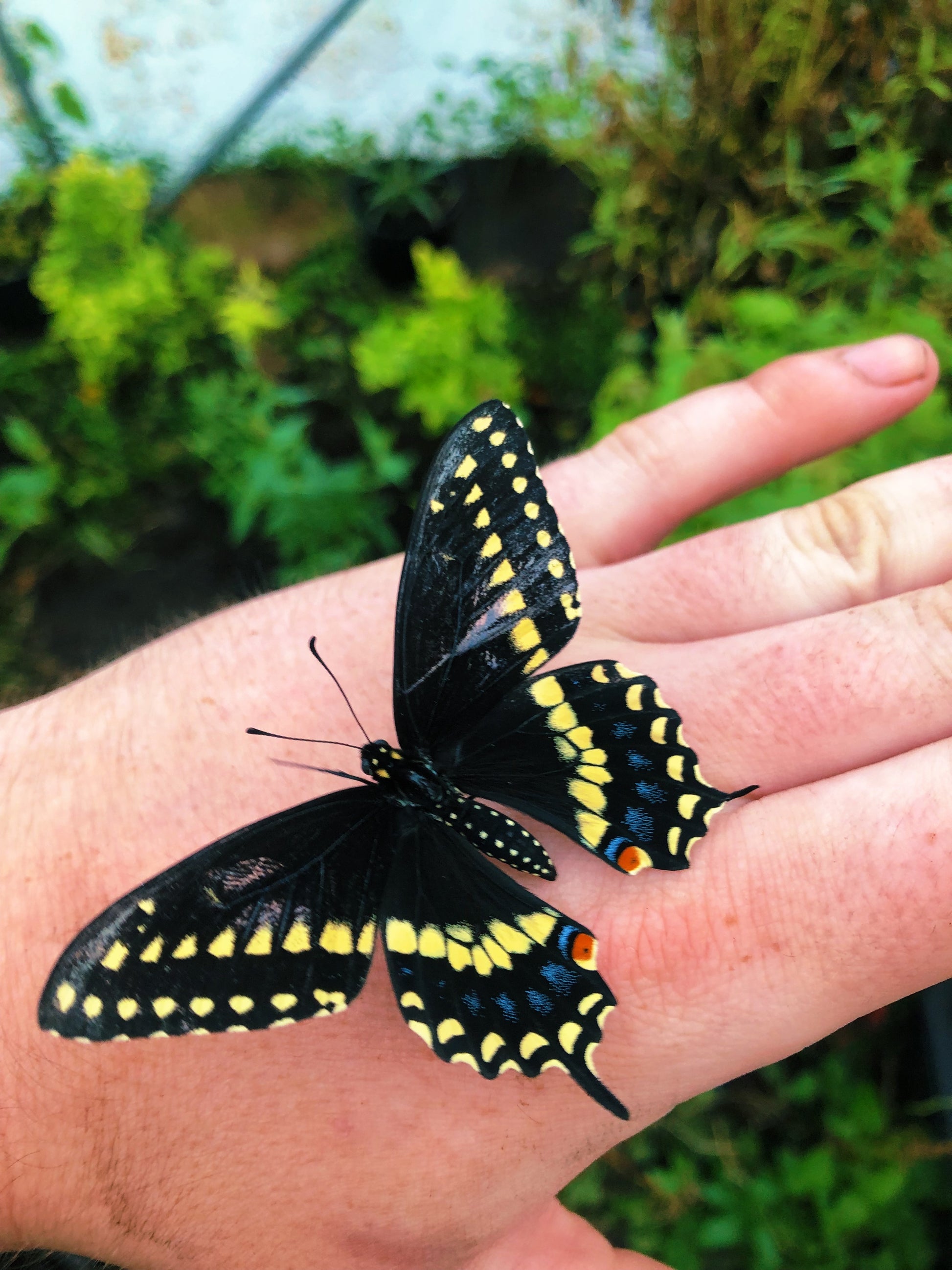 Live butterflies and moths for sale online UK. Order eggs, caterpillars, pupae, and cocoons. Watch the lifecycle unfold with insects to rear at home!