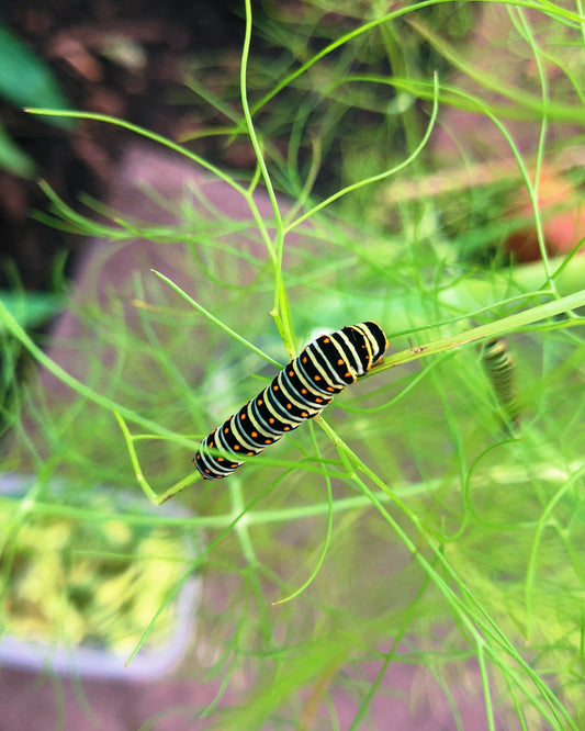 Live butterflies and moths for sale online UK. Order eggs, caterpillars, pupae, and cocoons. Watch the lifecycle unfold with insects to rear at home!