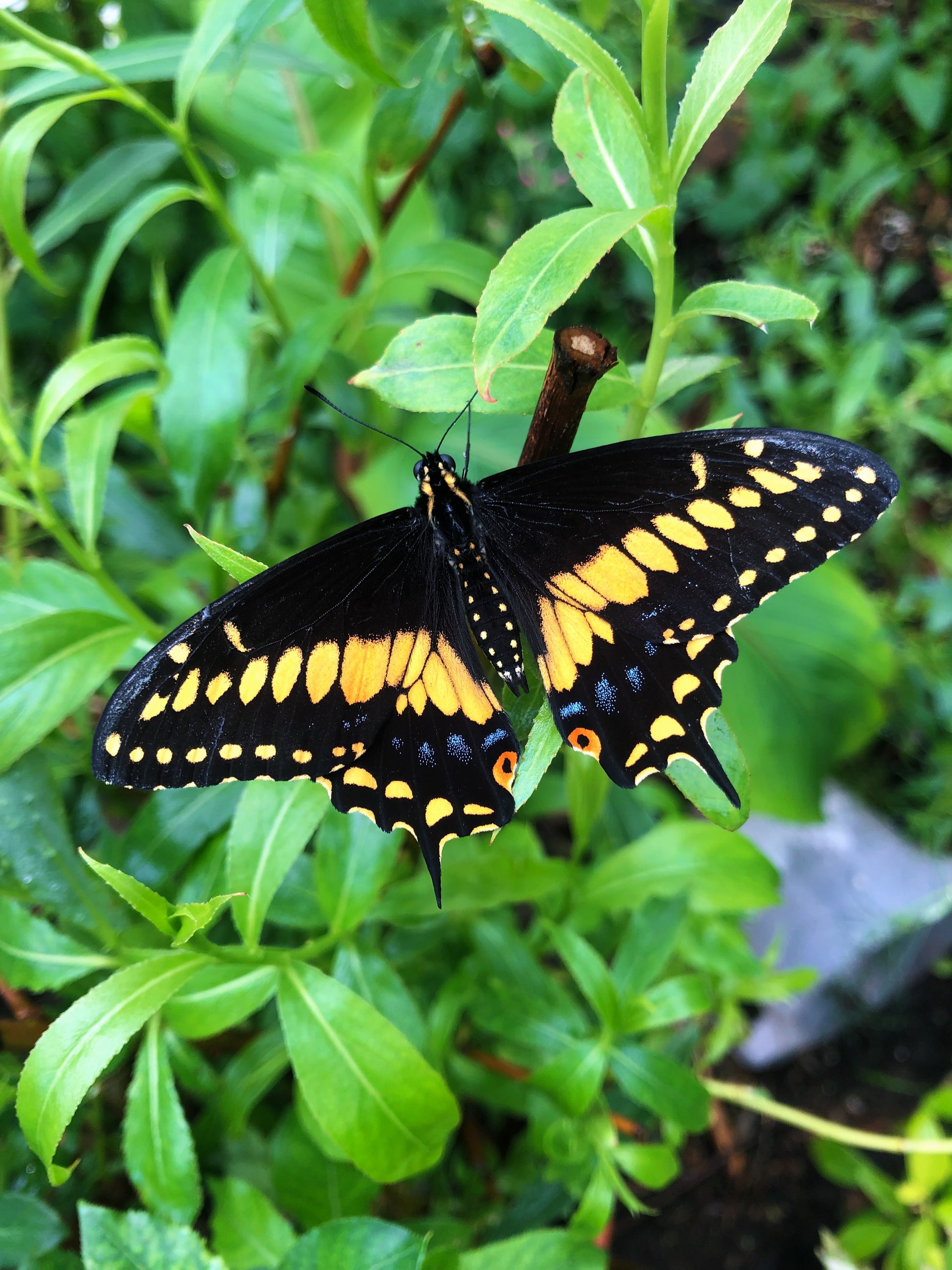 Live butterflies and moths for sale online UK. Order eggs, caterpillars, pupae, and cocoons. Watch the lifecycle unfold with insects to rear at home!