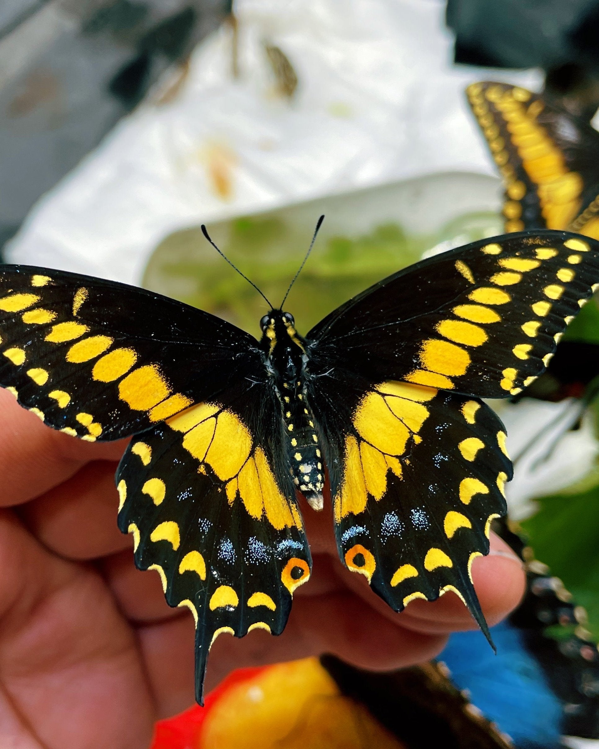 Live butterflies and moths for sale online UK. Order eggs, caterpillars, pupae, and cocoons. Watch the lifecycle unfold with insects to rear at home!