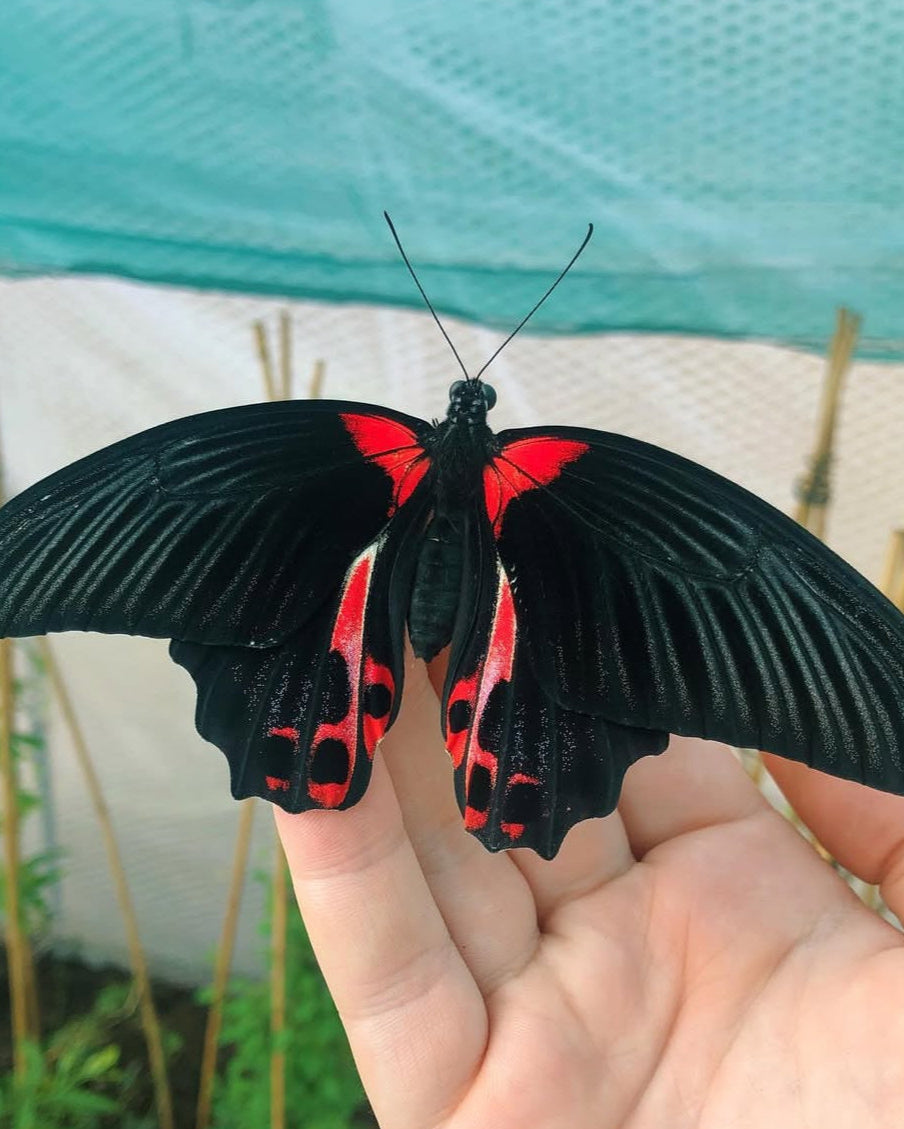 Live butterflies and moths for sale online UK. Order eggs, caterpillars, pupae, and cocoons. Watch the lifecycle unfold with insects to rear at home!