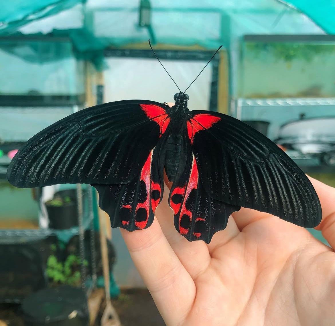 Live butterflies and moths for sale online UK. Order eggs, caterpillars, pupae, and cocoons. Watch the lifecycle unfold with insects to rear at home!