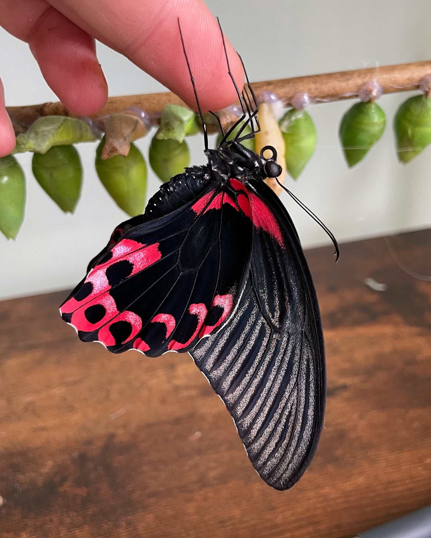 Live butterflies and moths for sale online UK. Order eggs, caterpillars, pupae, and cocoons. Watch the lifecycle unfold with insects to rear at home!