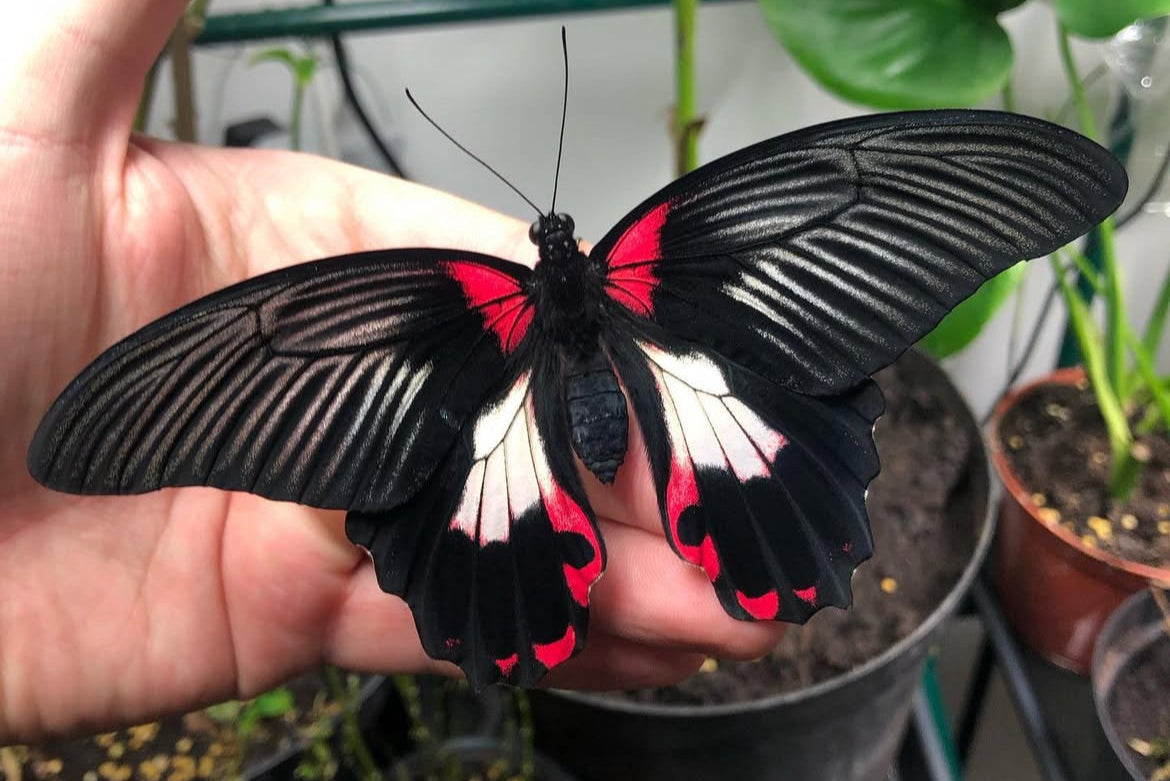 Live butterflies and moths for sale online UK. Order eggs, caterpillars, pupae, and cocoons. Watch the lifecycle unfold with insects to rear at home!