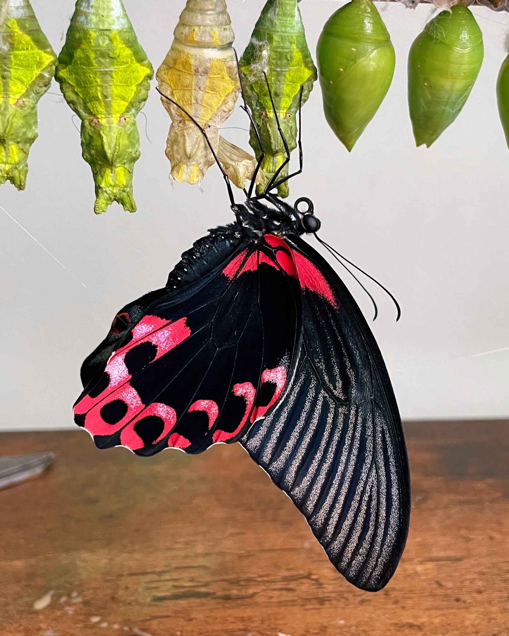 Live butterflies and moths for sale online UK. Order eggs, caterpillars, pupae, and cocoons. Watch the lifecycle unfold with insects to rear at home!