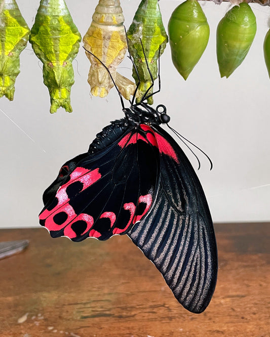 Live butterflies and moths for sale online UK. Order eggs, caterpillars, pupae, and cocoons. Watch the lifecycle unfold with insects to rear at home!