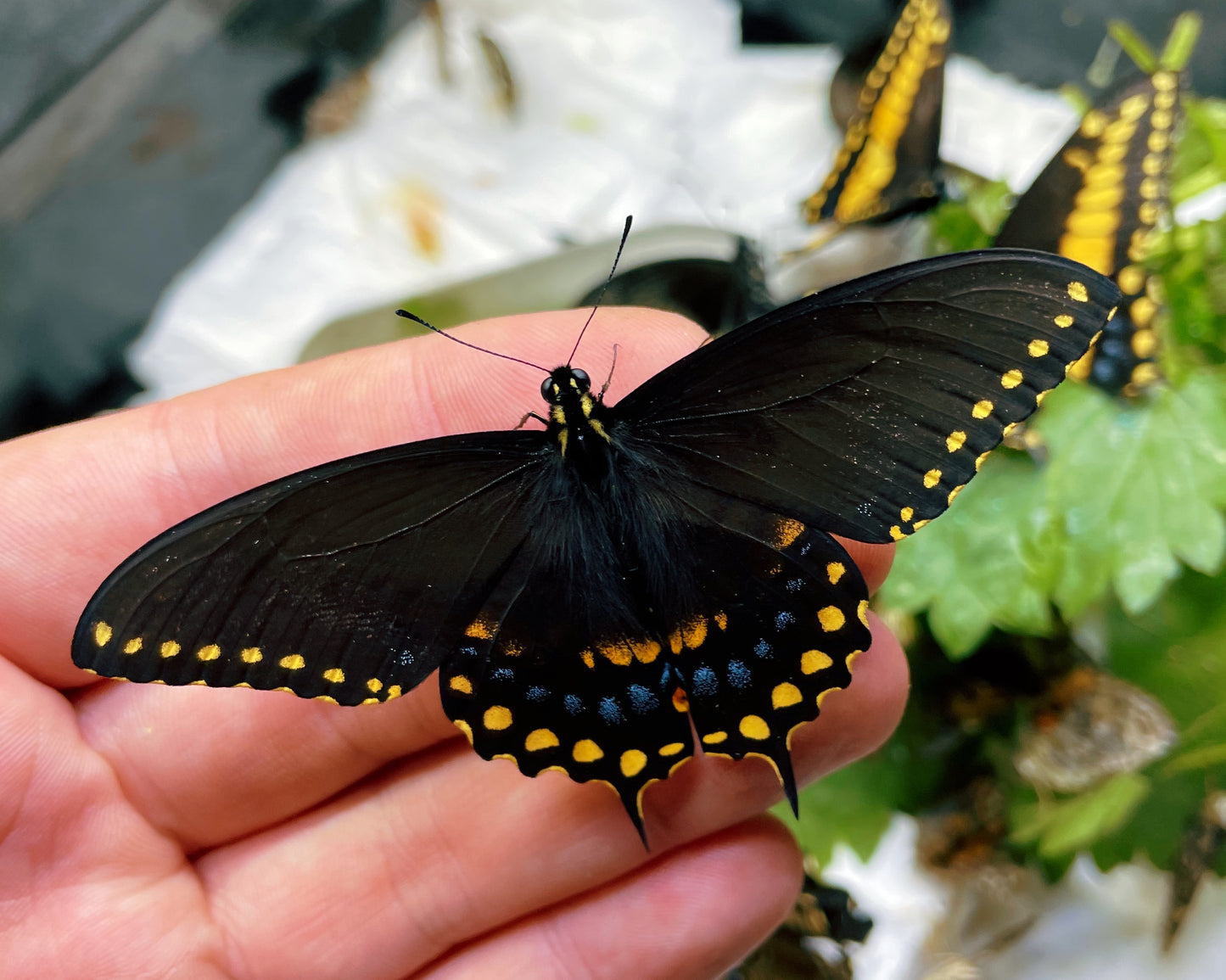 Live butterflies and moths for sale online UK. Order eggs, caterpillars, pupae, and cocoons. Watch the lifecycle unfold with insects to rear at home!