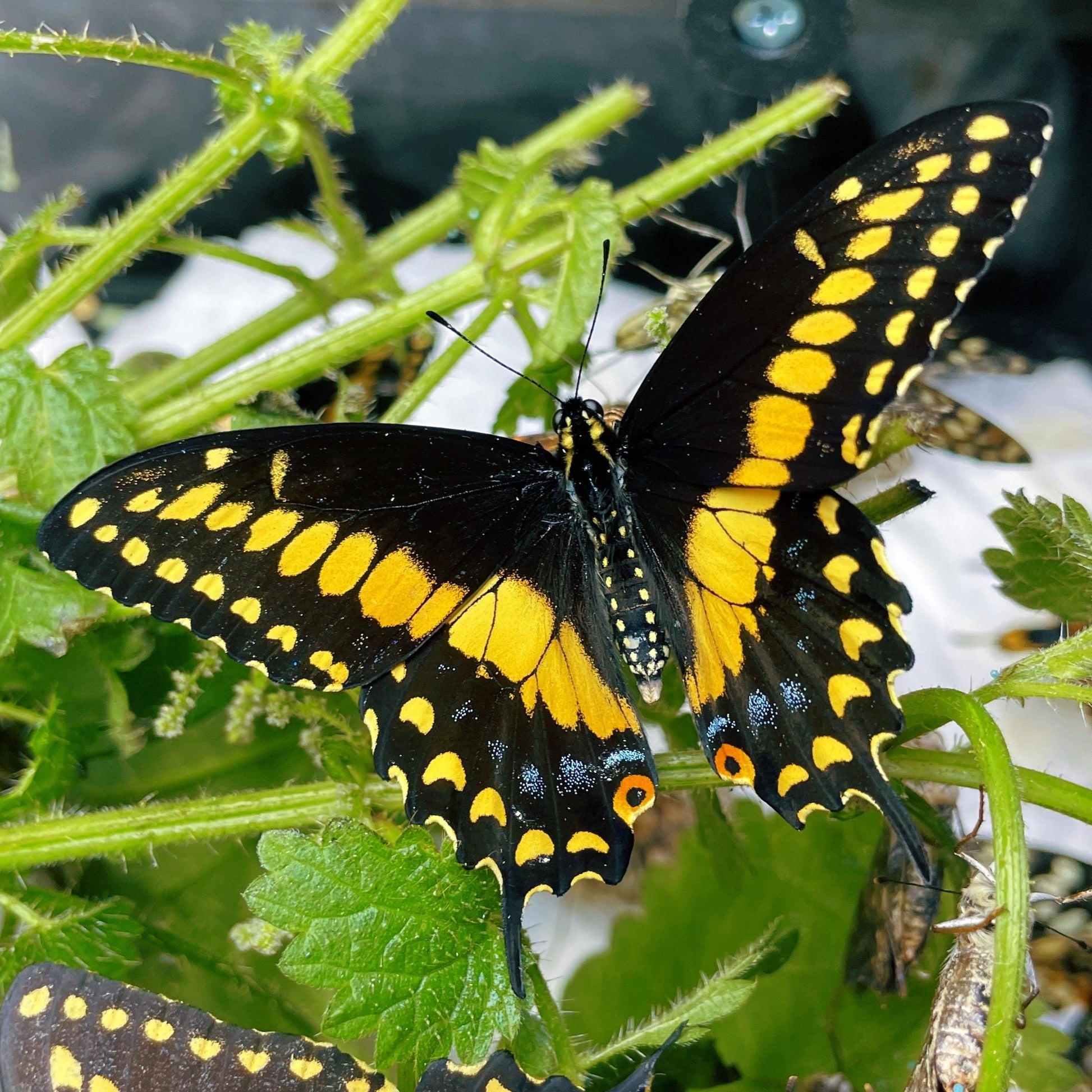 Live butterflies and moths for sale online UK. Order eggs, caterpillars, pupae, and cocoons. Watch the lifecycle unfold with insects to rear at home!