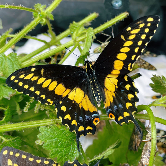 Live butterflies and moths for sale online UK. Order eggs, caterpillars, pupae, and cocoons. Watch the lifecycle unfold with insects to rear at home!