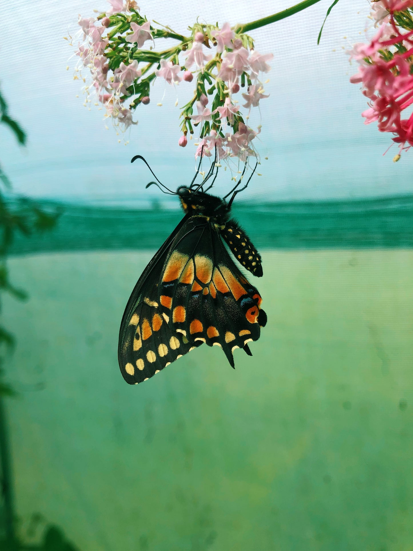 Live butterflies and moths for sale online UK. Order eggs, caterpillars, pupae, and cocoons. Watch the lifecycle unfold with insects to rear at home!