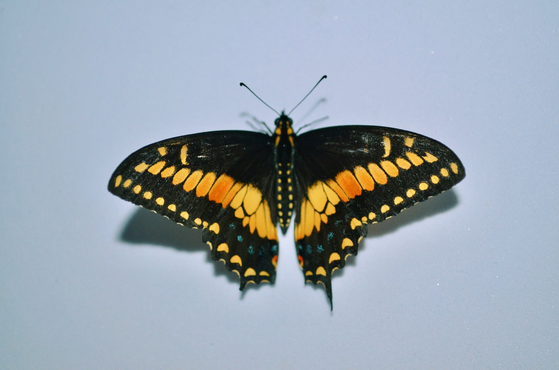 Live butterflies and moths for sale online UK. Order eggs, caterpillars, pupae, and cocoons. Watch the lifecycle unfold with insects to rear at home!