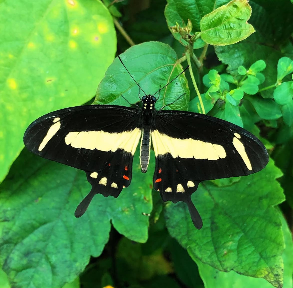 Live butterflies and moths for sale online UK. Order eggs, caterpillars, pupae, and cocoons. Watch the lifecycle unfold with insects to rear at home!