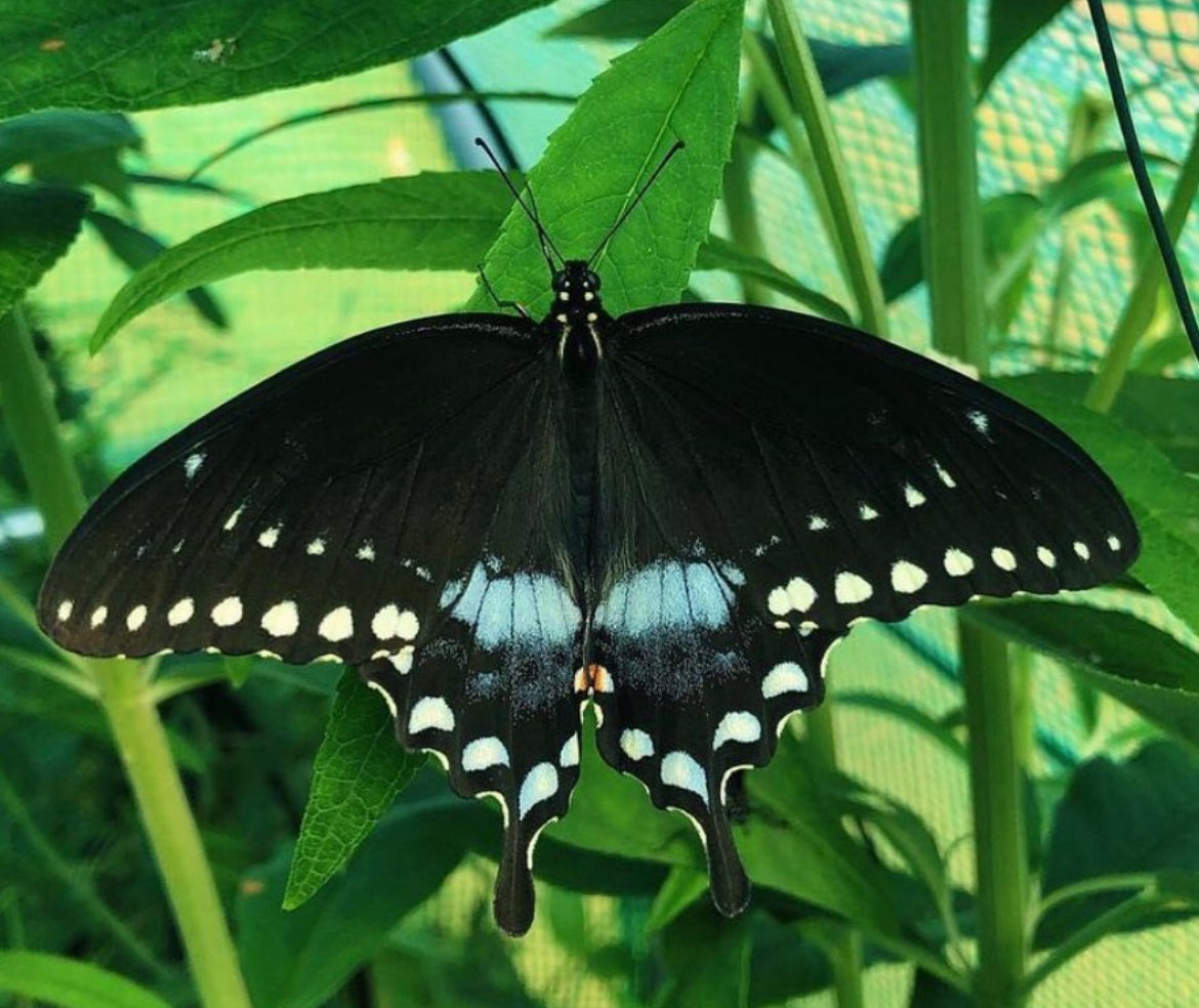 Live butterflies and moths for sale online UK. Order eggs, caterpillars, pupae, and cocoons. Watch the lifecycle unfold with insects to rear at home!