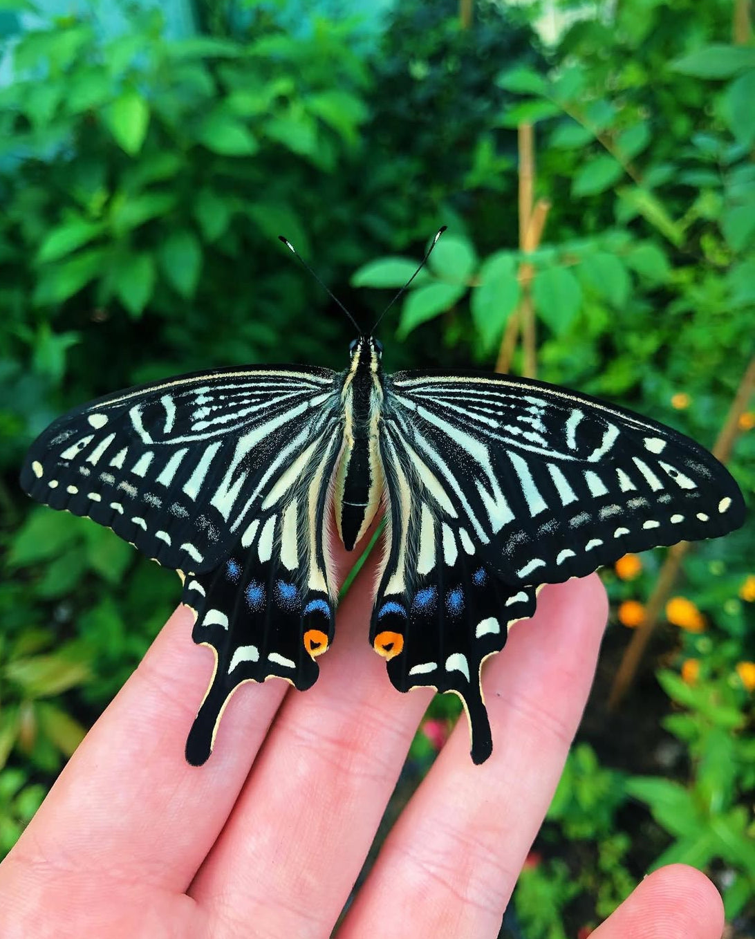 Asian Swallowtail Butterfly