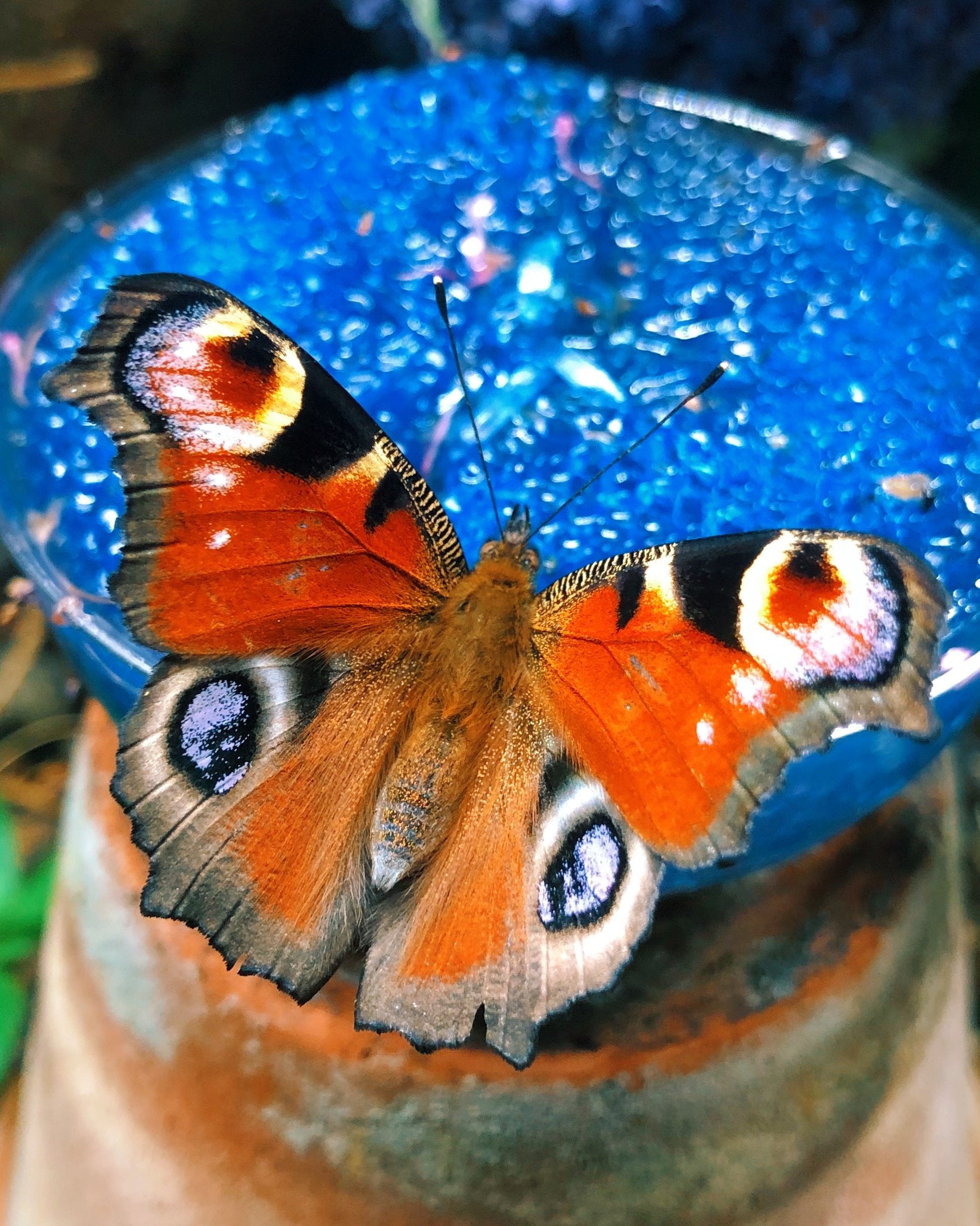 Live Peacock butterfly eggs, caterpillars and pupae for sale