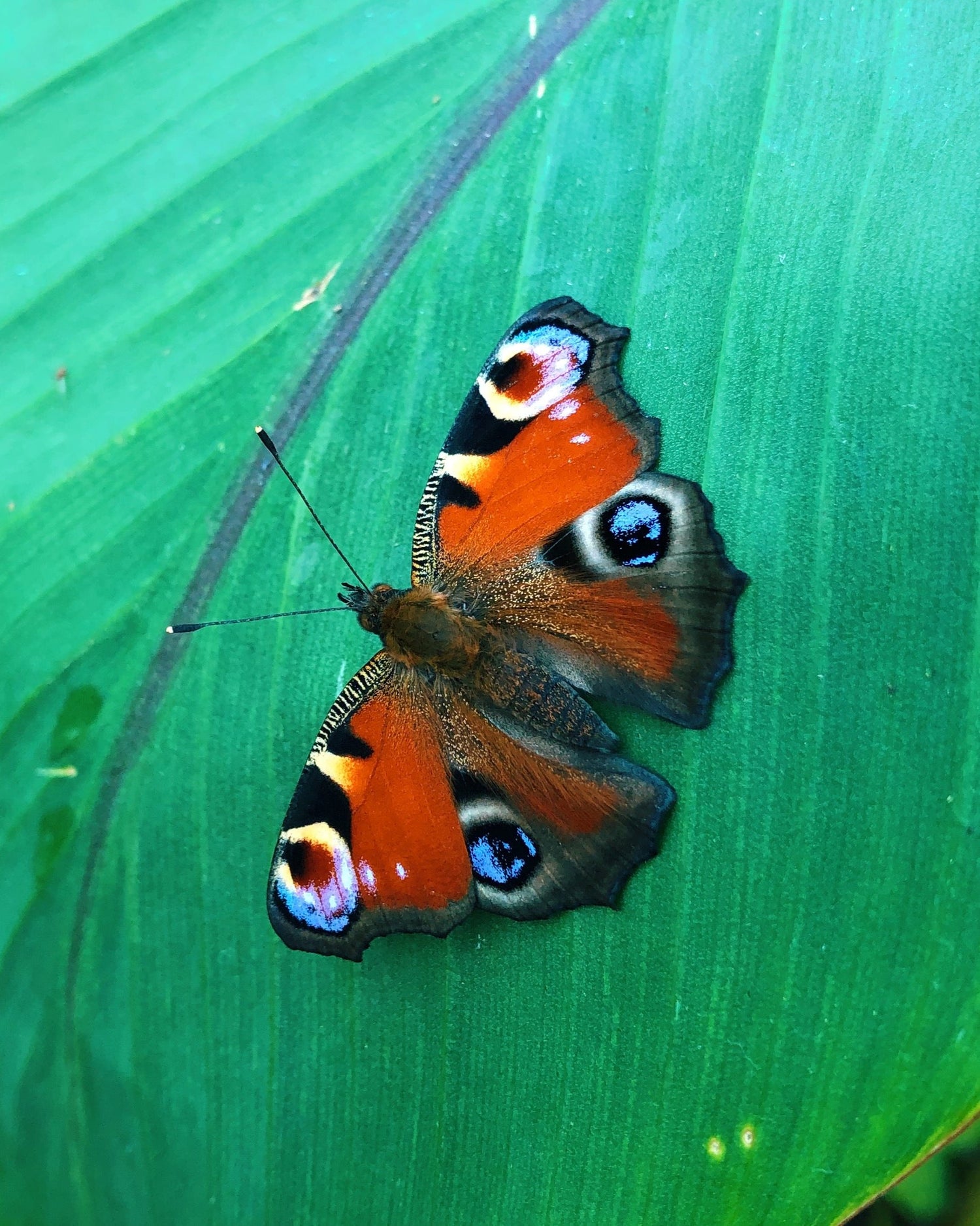 Live peacock butterfly eggs, caterpillars and pupae for sale online UK