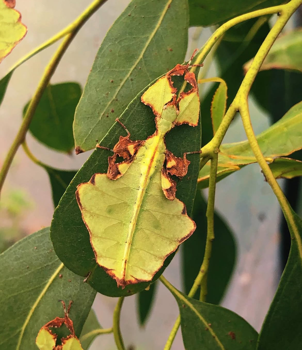 Giant leaf insect
