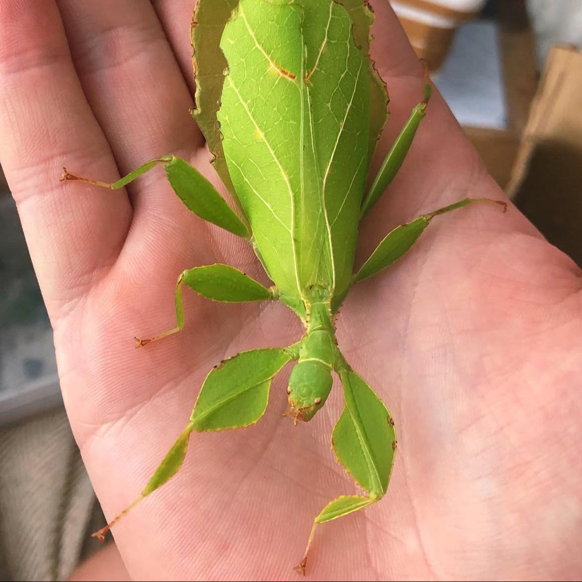 Leaf insect