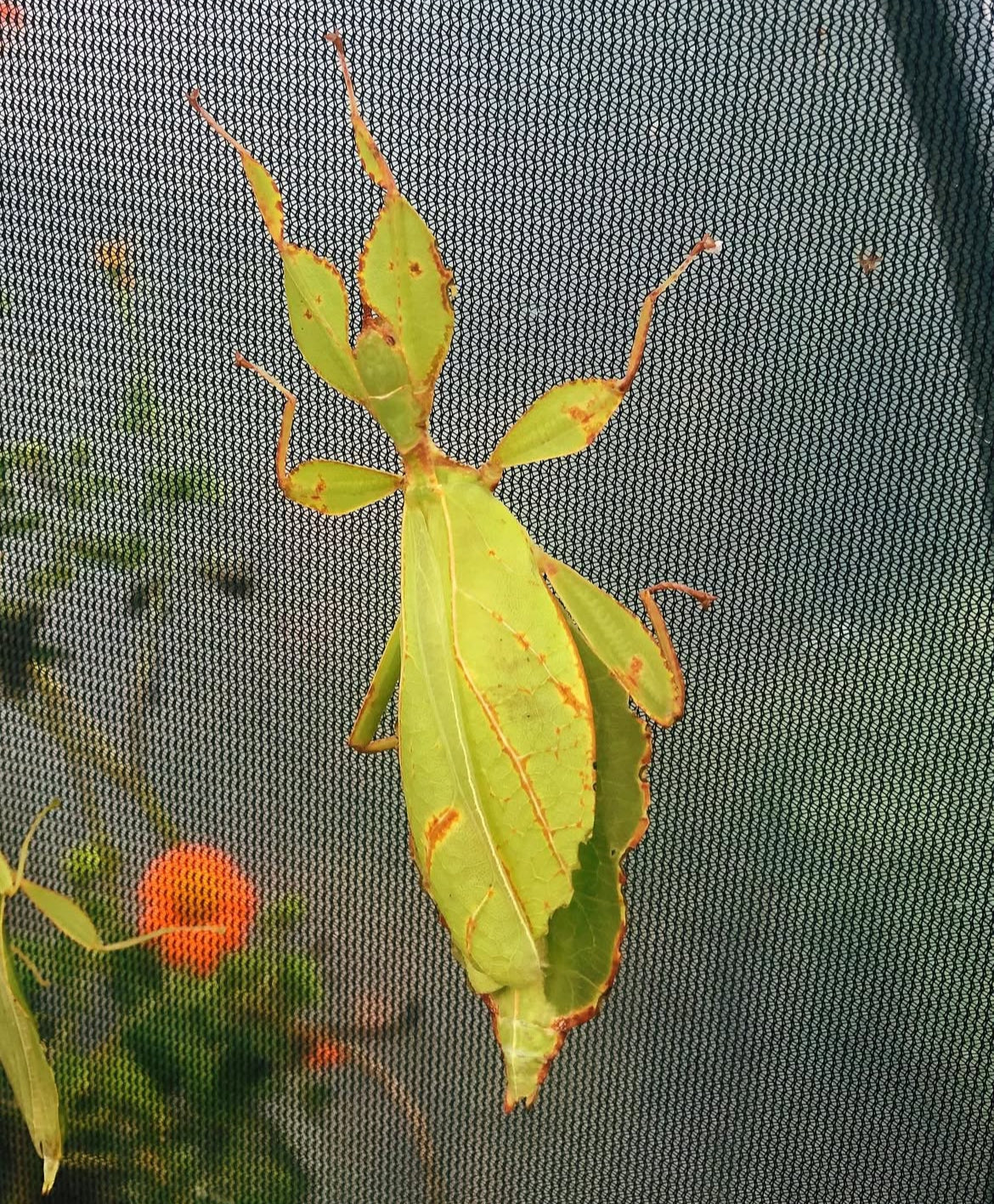 Leaf insect