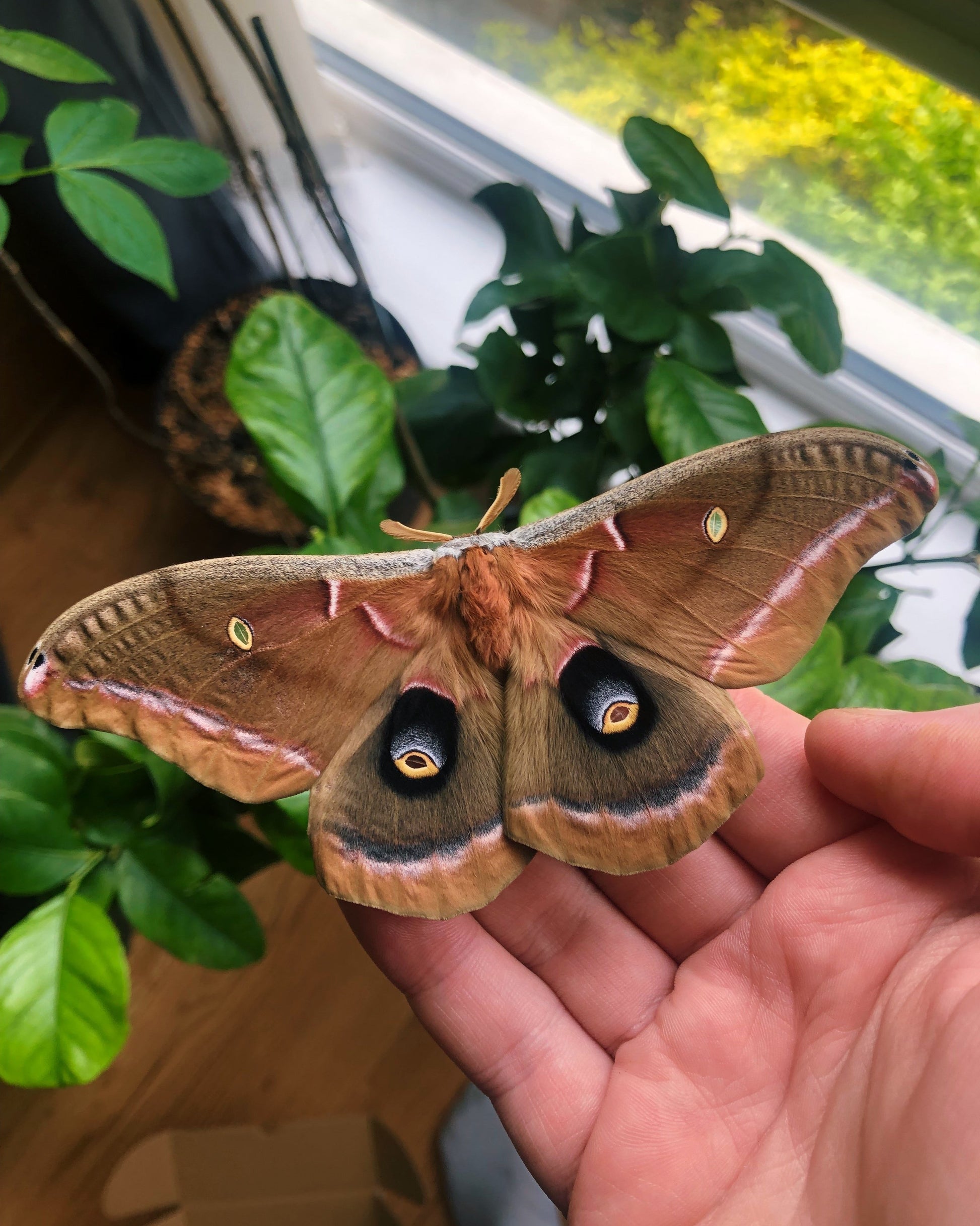 Live butterflies and moths for sale online UK. Order eggs, caterpillars, pupae, and cocoons. Watch the lifecycle unfold with insects to rear at home!