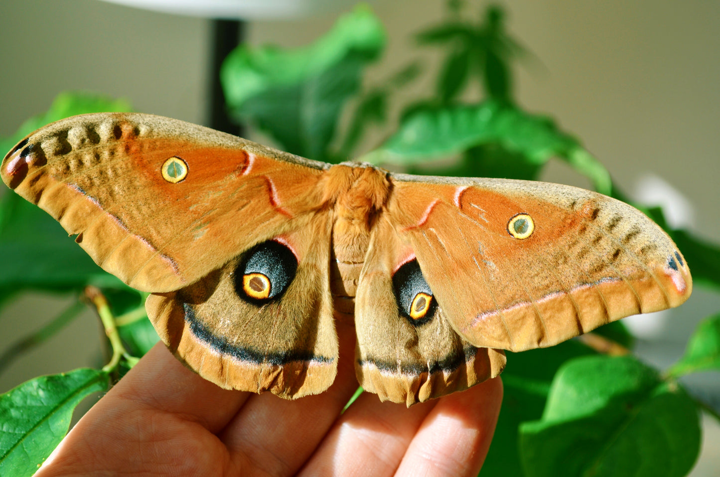 Live butterflies and moths for sale online UK. Order eggs, caterpillars, pupae, and cocoons. Watch the lifecycle unfold with insects to rear at home!