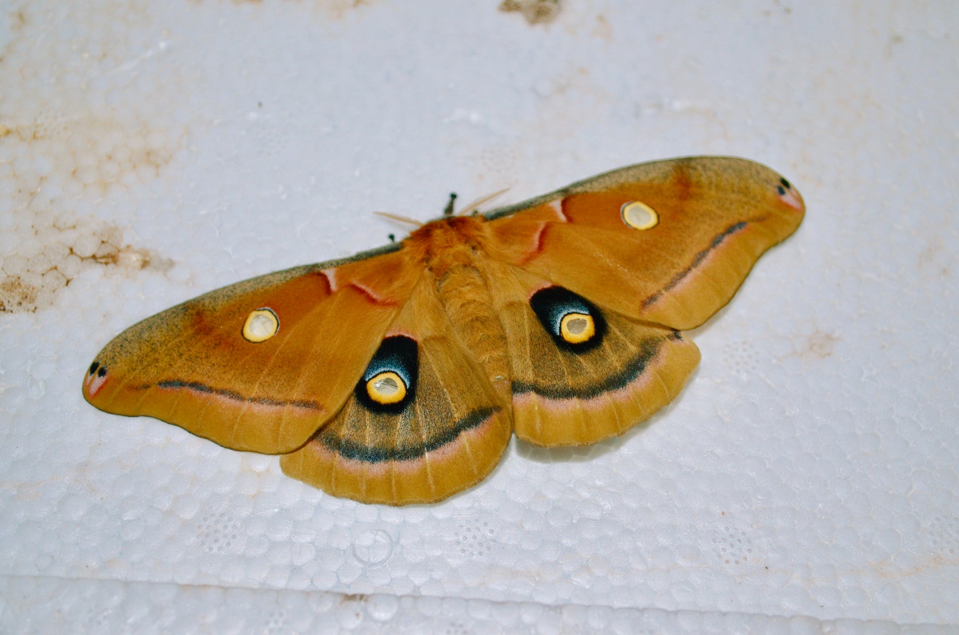 Live butterflies and moths for sale online UK. Order eggs, caterpillars, pupae, and cocoons. Watch the lifecycle unfold with insects to rear at home!