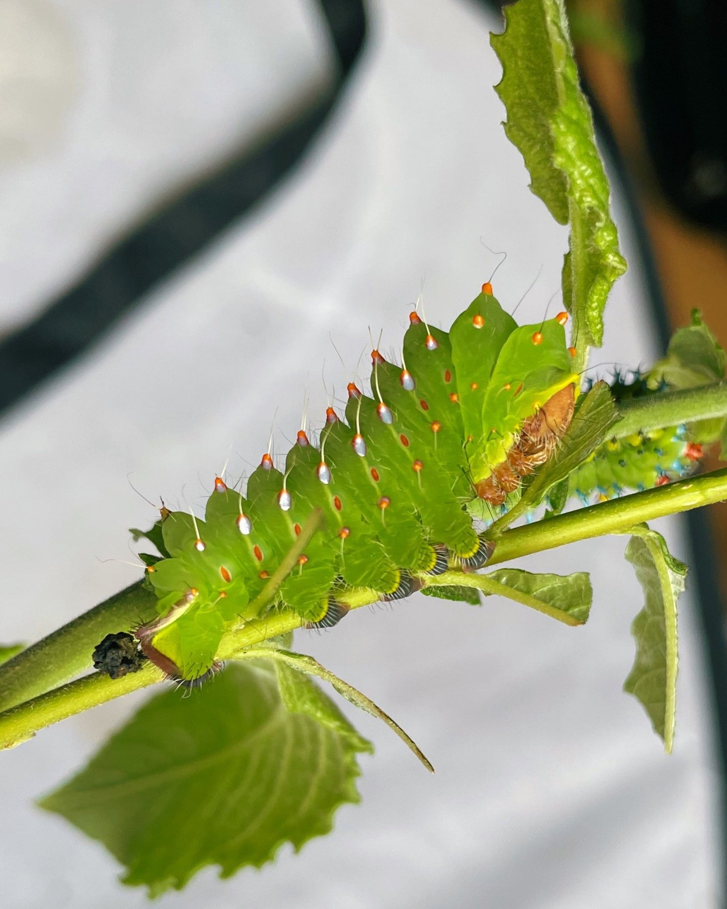 Live moth eggs, caterpillars and cocoons for sale online UK