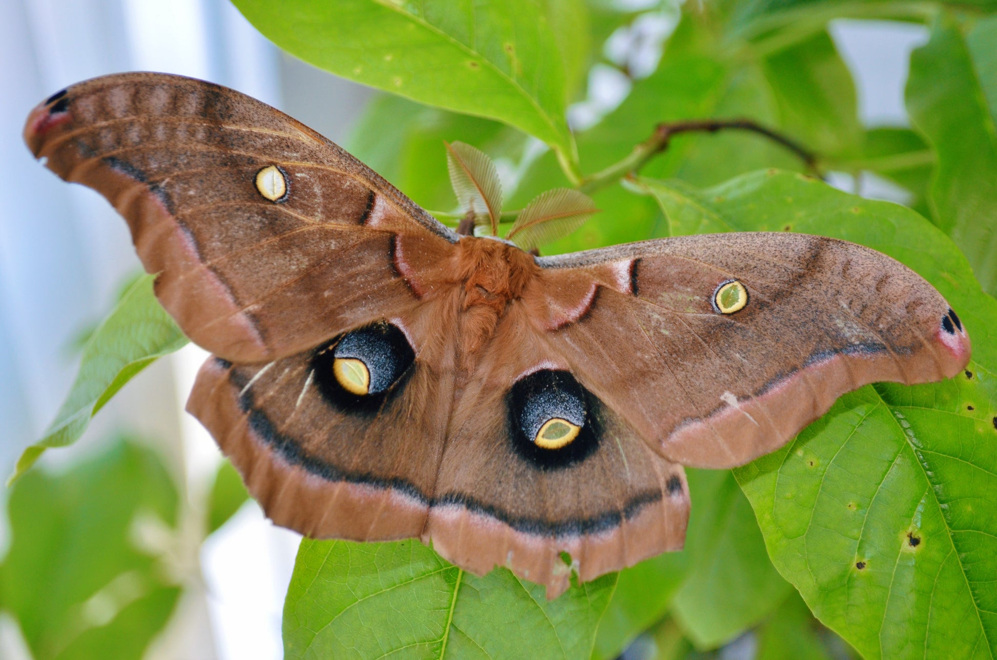 Live butterflies and moths for sale online UK. Order eggs, caterpillars, pupae, and cocoons. Watch the lifecycle unfold with insects to rear at home!