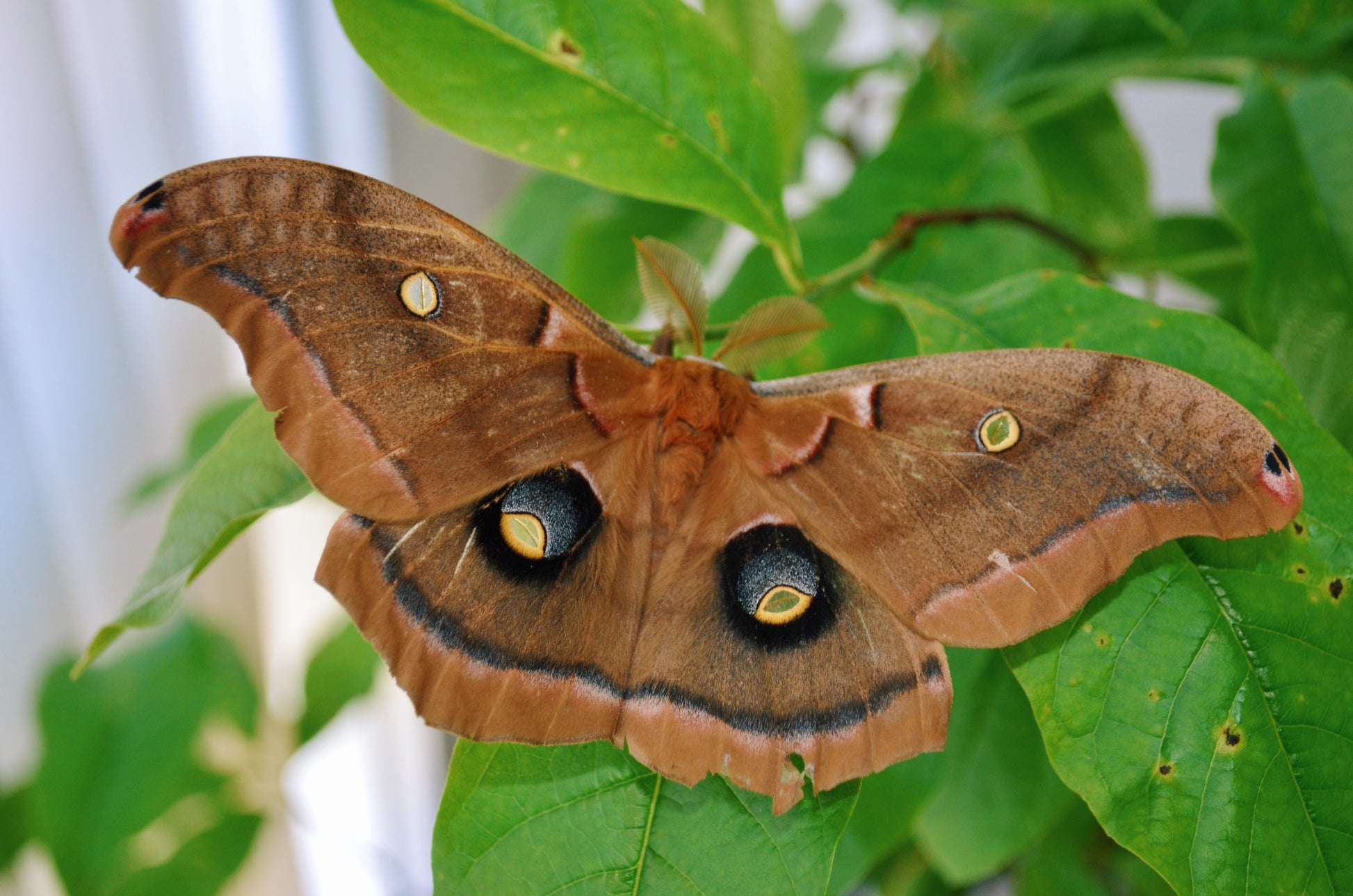 Live butterflies and moths for sale online UK. Order eggs, caterpillars, pupae, and cocoons. Watch the lifecycle unfold with insects to rear at home!