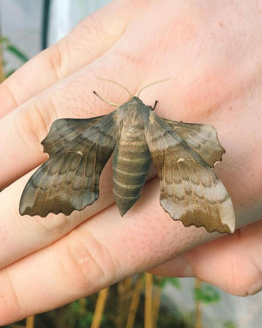 Live butterflies and moths for sale online UK. Buy eggs, caterpillars, pupae, and cocoons. Watch the lifecycle unfold with insects to rear at home!