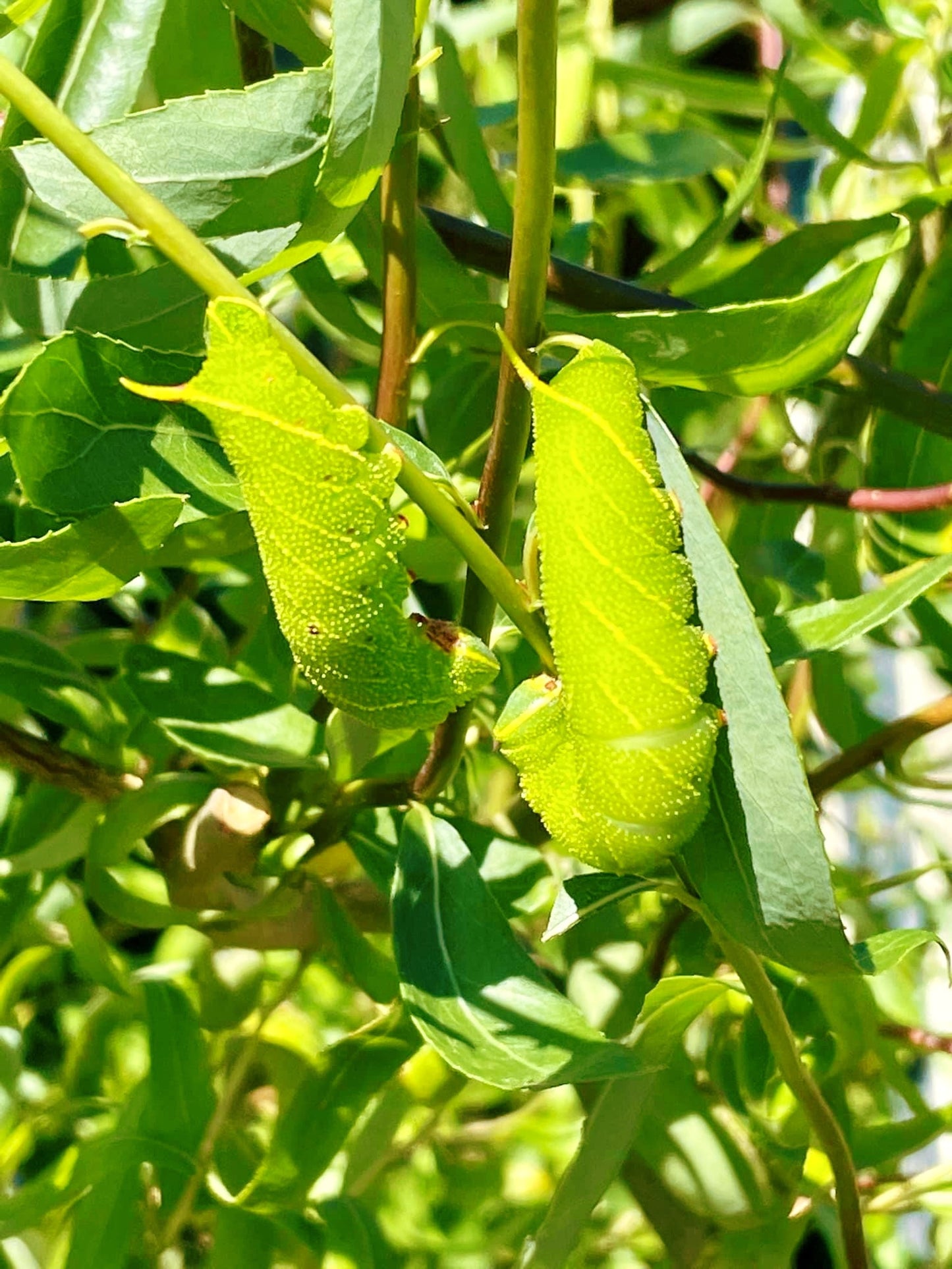 Live butterflies and moths for sale online UK. Order eggs, caterpillars, pupae, and cocoons. Watch the lifecycle unfold with insects to rear at home!